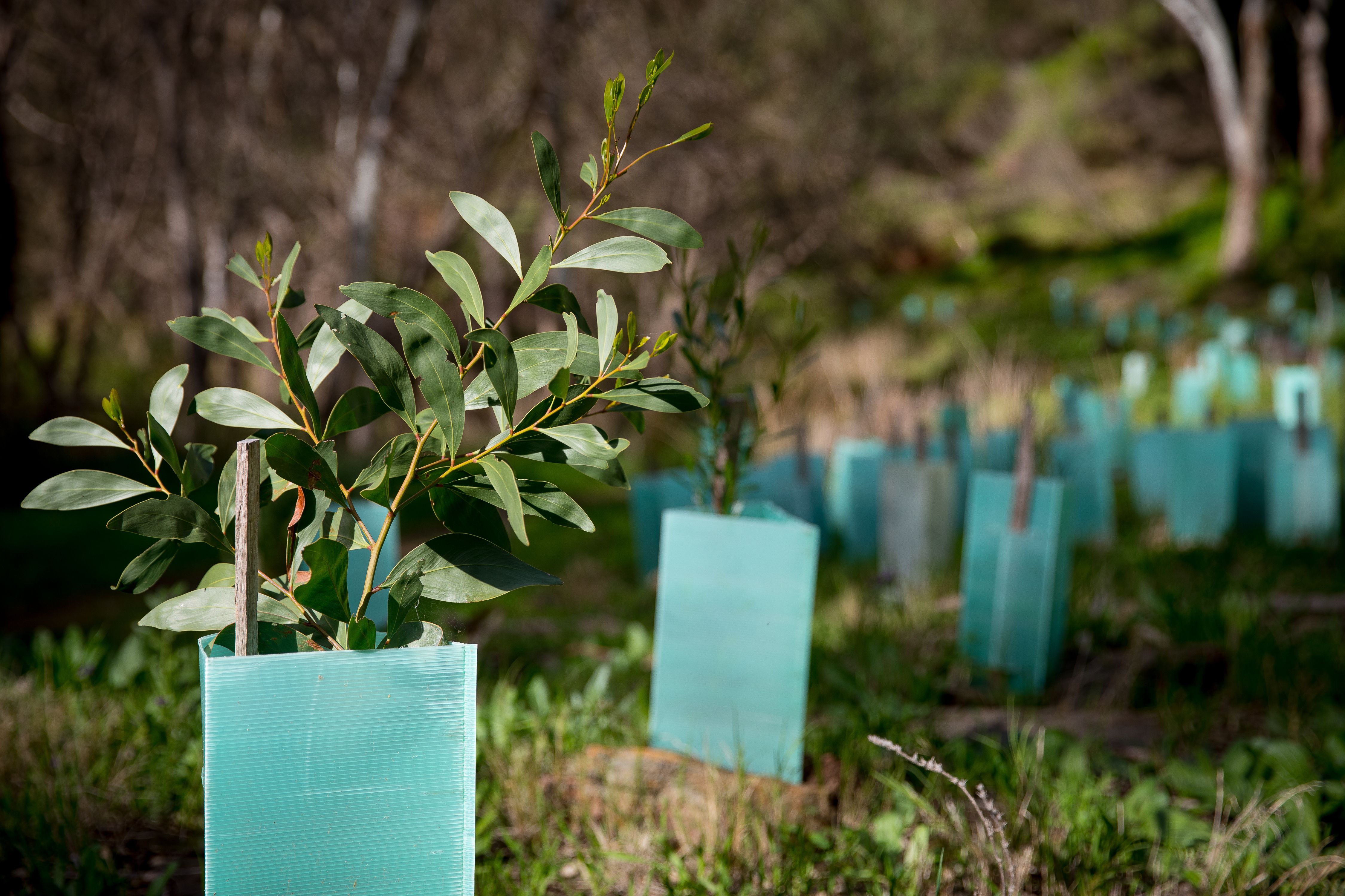 Plantació d'arbres | iStock