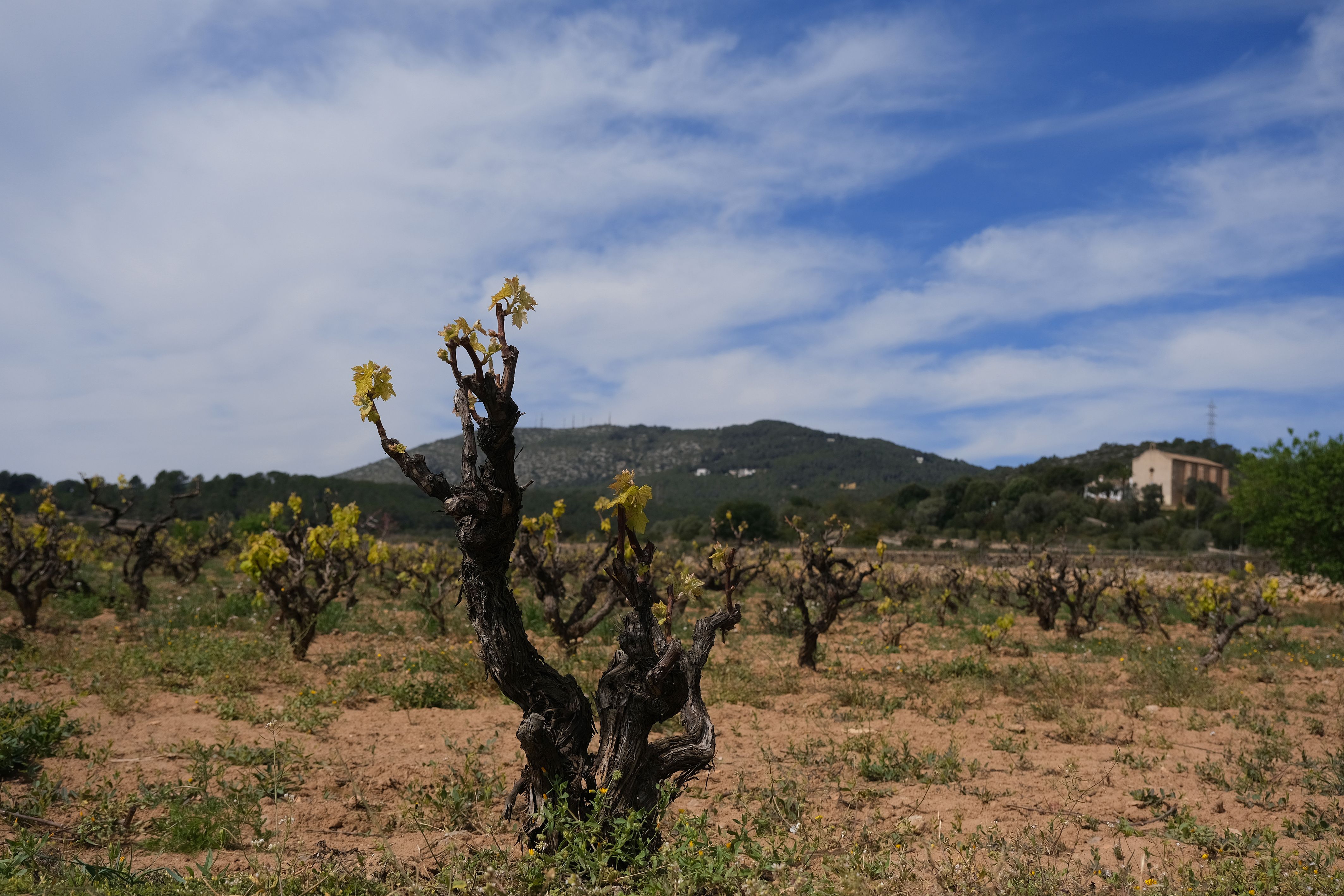 Imagen de un viñedo en Sant Pere de Ribes | iStock