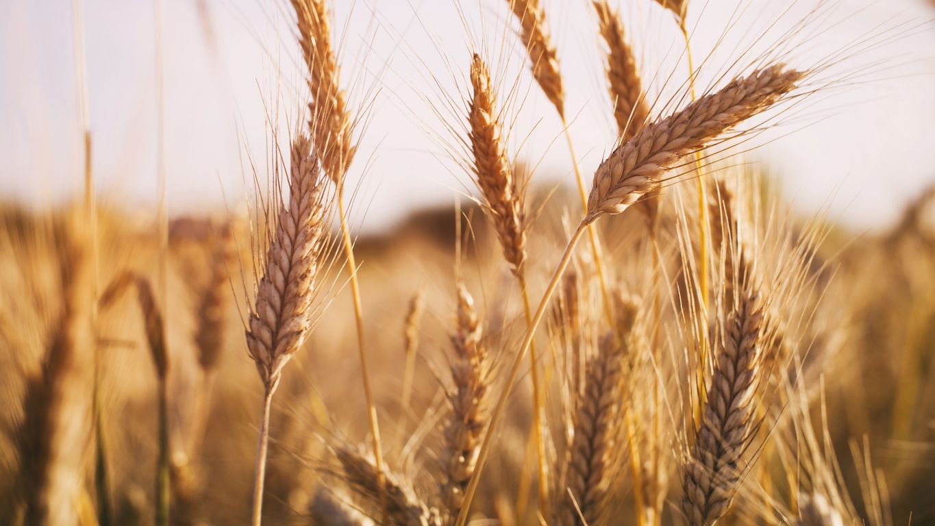 Espigas de cebada. La guerra en Ucrania ha afectado a la oferta de cereales | iStock