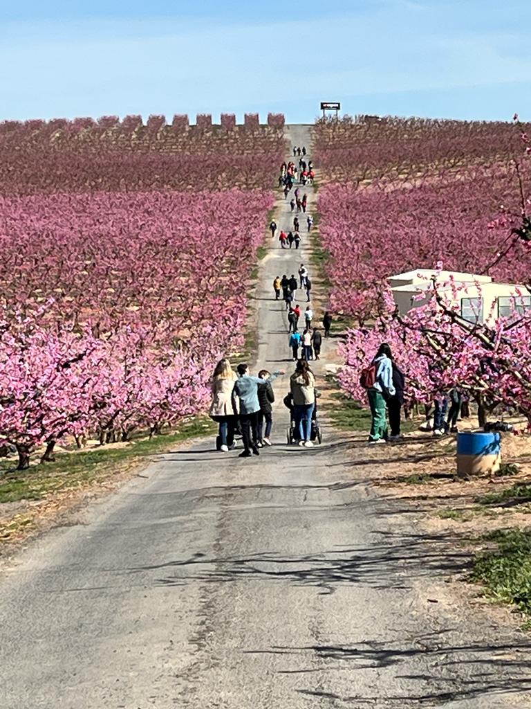 Visitantes a los campos floridos de Aitona en la campaña de floración 2023 | ACN