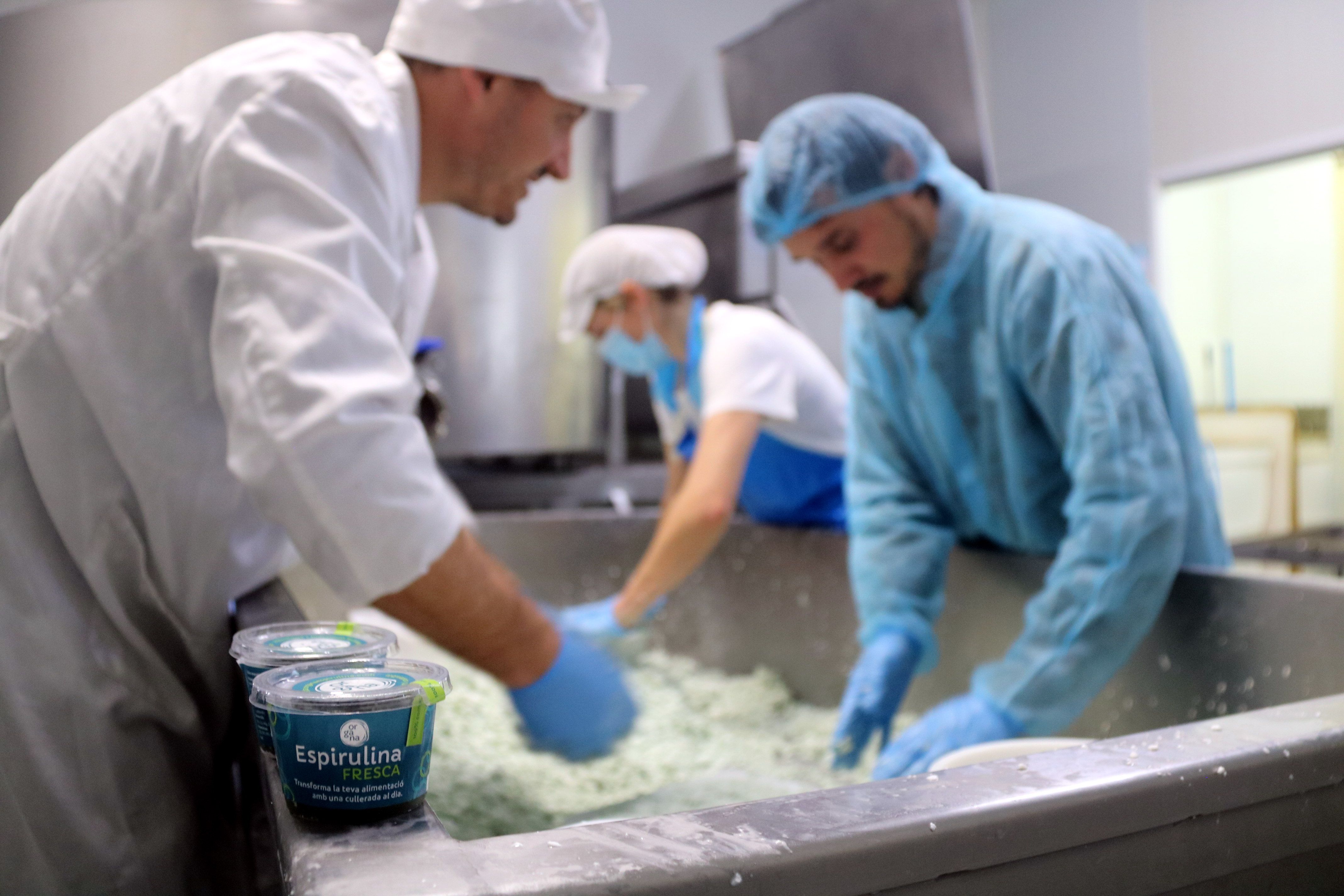 La espirulina fresca se combina para la elaboración del queso