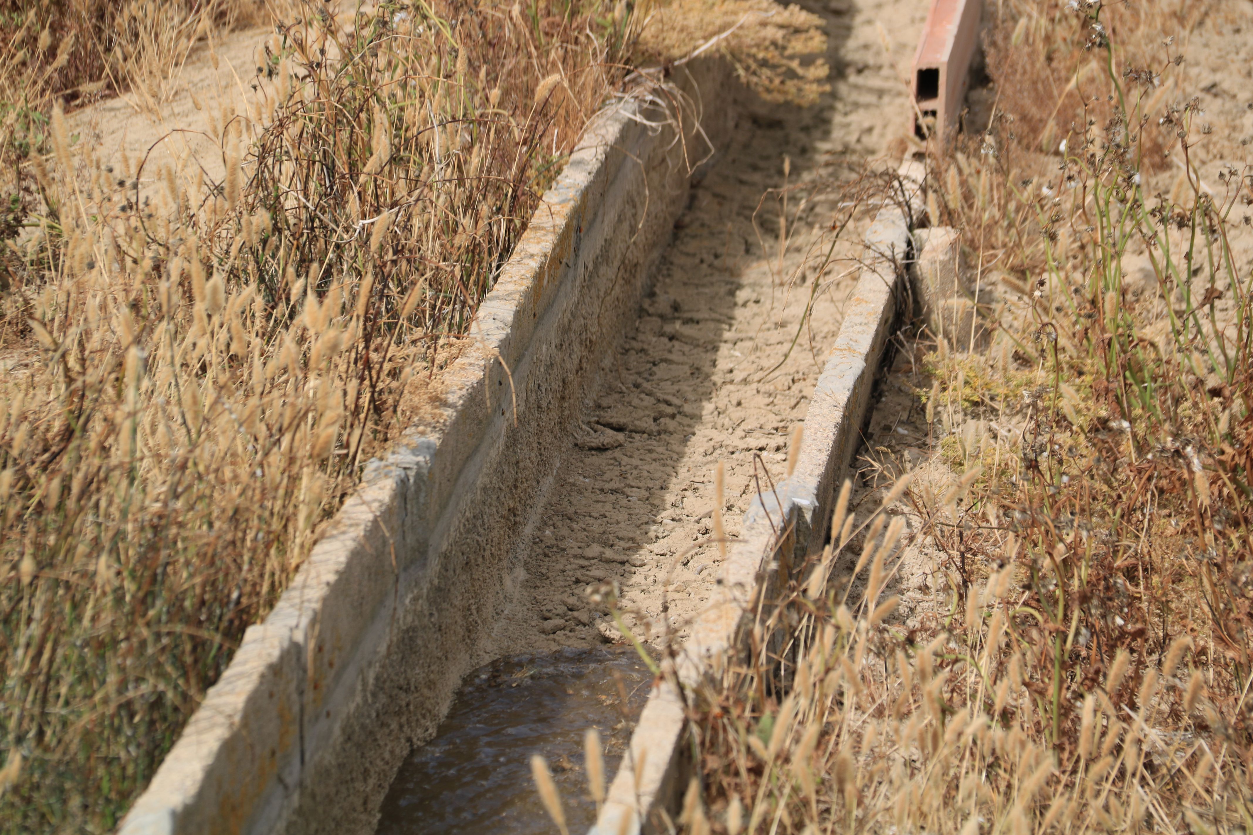 Imagen de una acequia de un arrozal del Delta de l'Ebre | ACN - Anna Ferràs