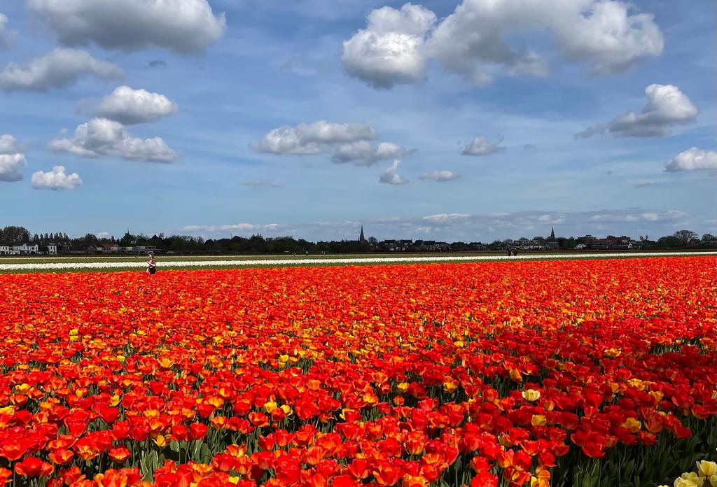 Campo de flores en Amsterdam | Francesca Palmitessa