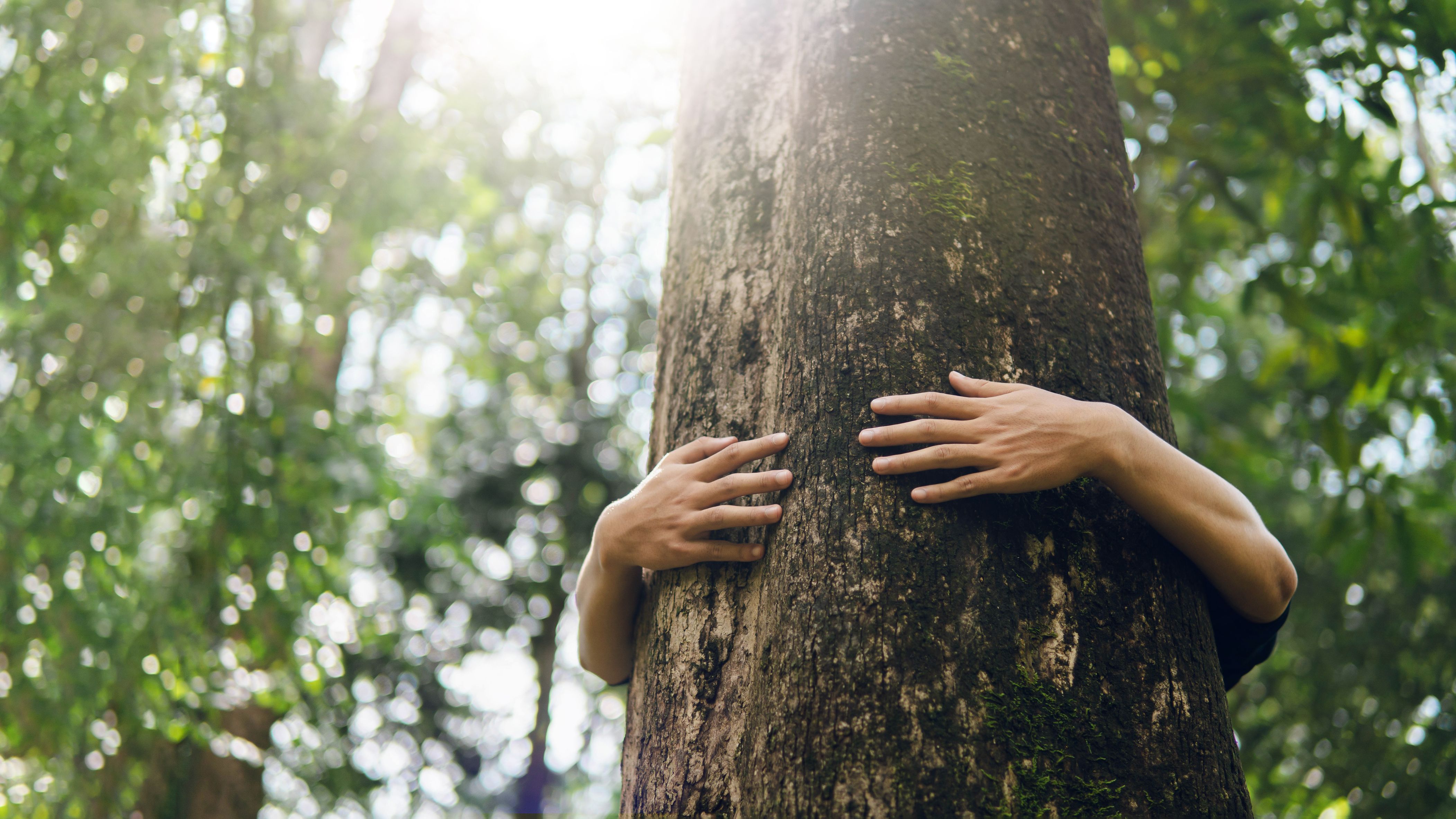 La gestión forestal y otros usos del suelo son los responsables del 13% de las emisiones de CO2 | iStock