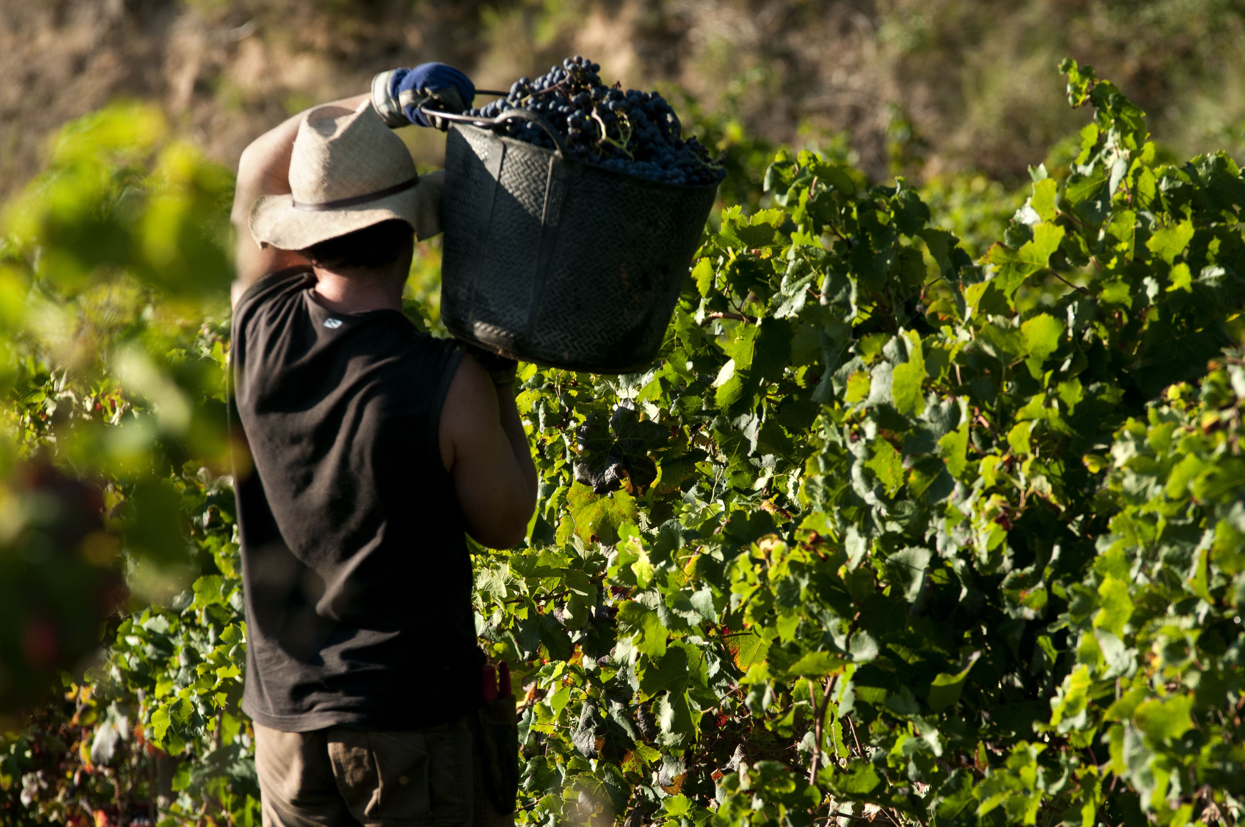 Imagen de un trabajador de la vendímia | iStock