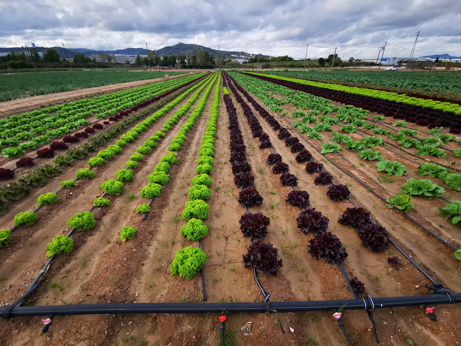 Imatge d'un terreny agrícola | Soulblim