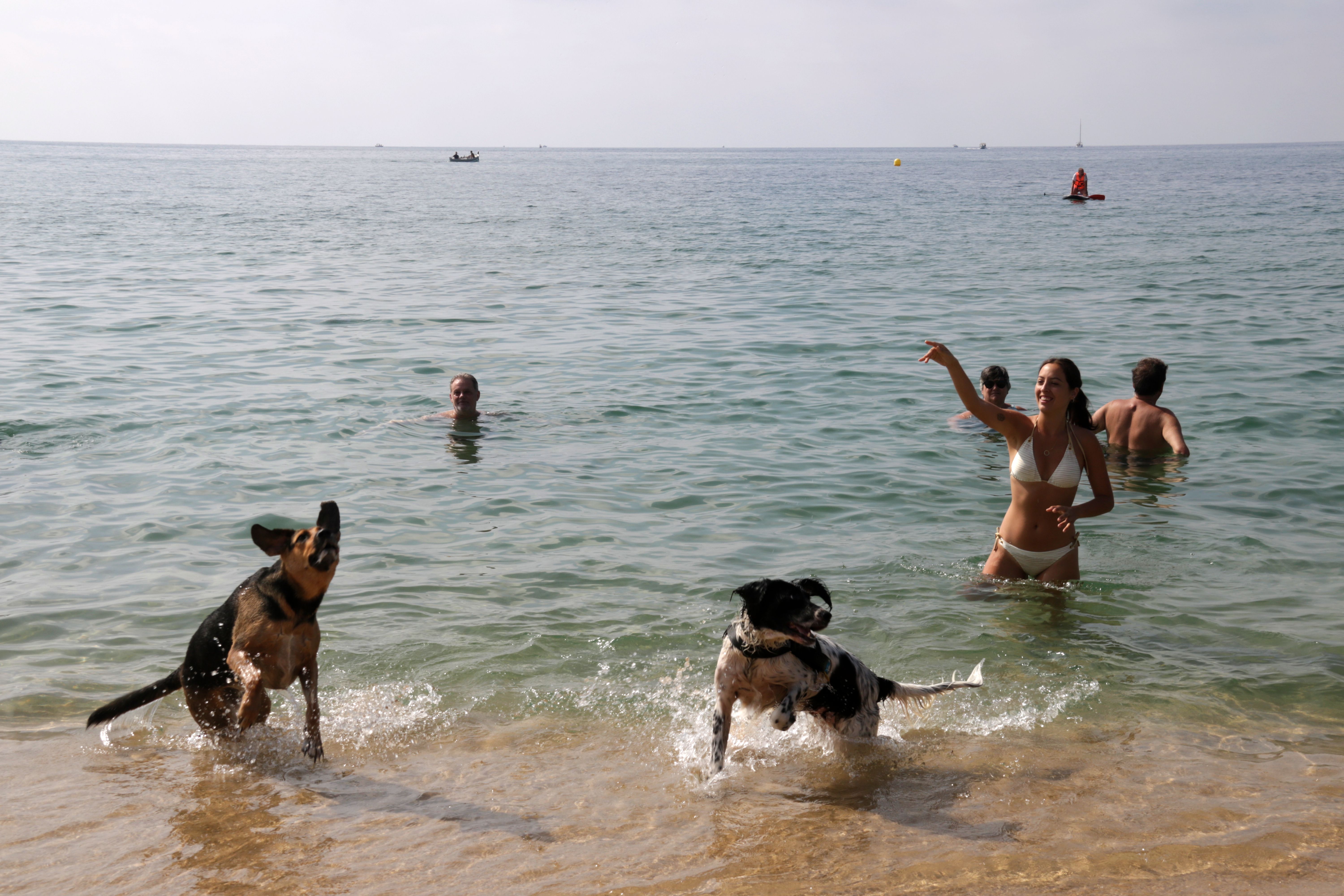 Los perros jugando con sus propietarios en el agua | ACN