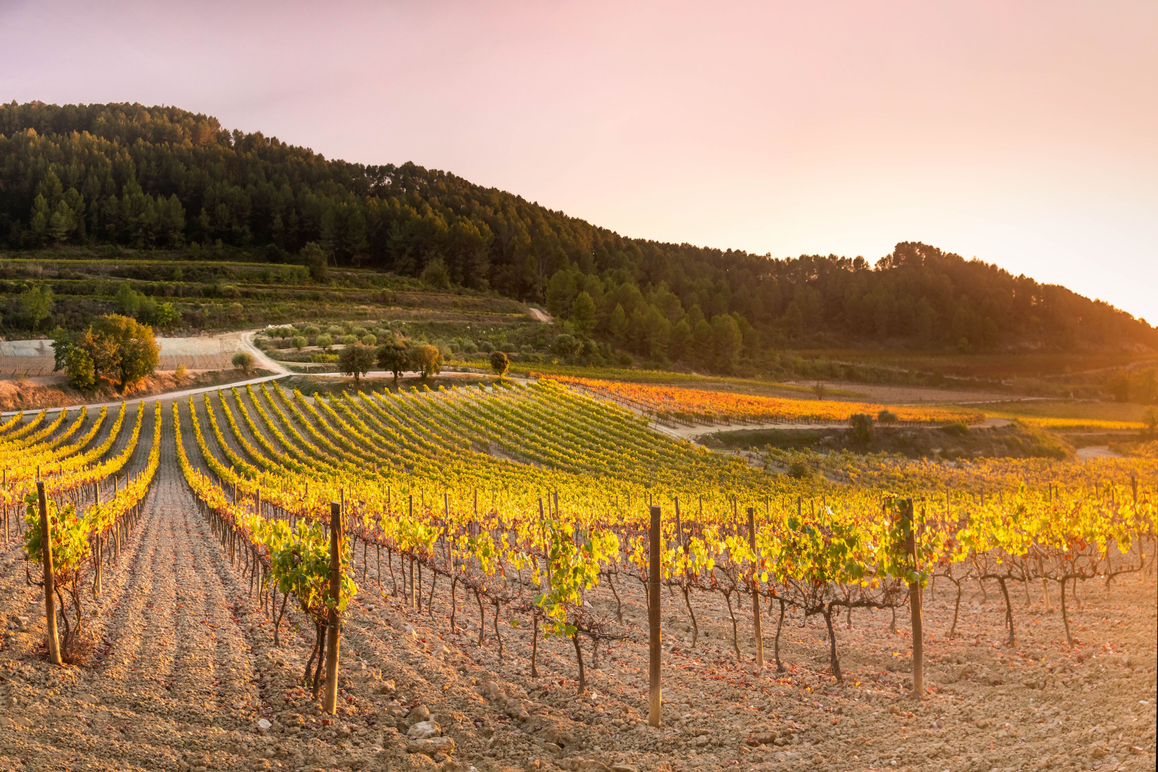 Unos viñedos del Penedès | iStock