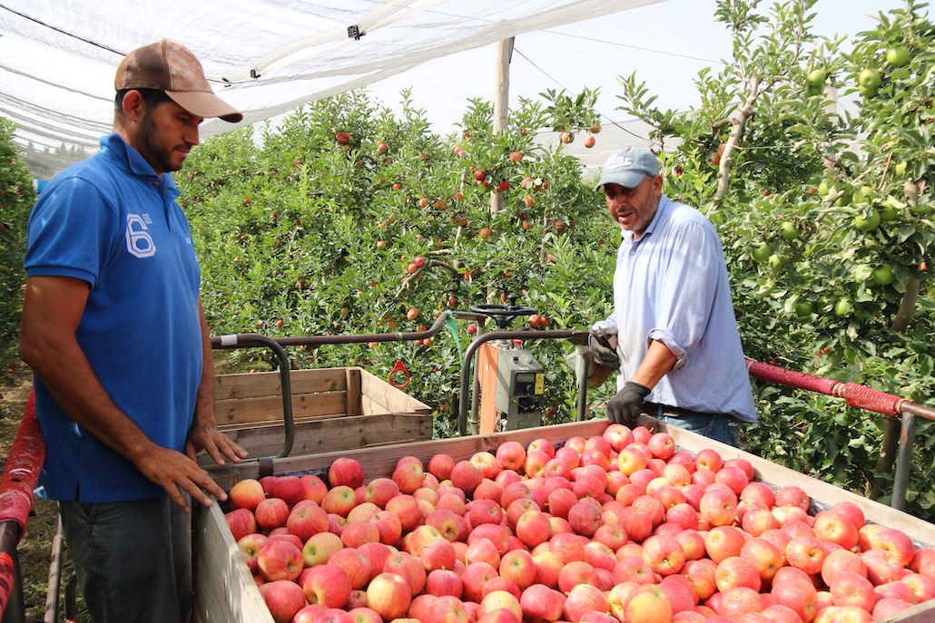 Trabajadores extranjeros durante la cosecha de la manzana en el Empordà | Cedida