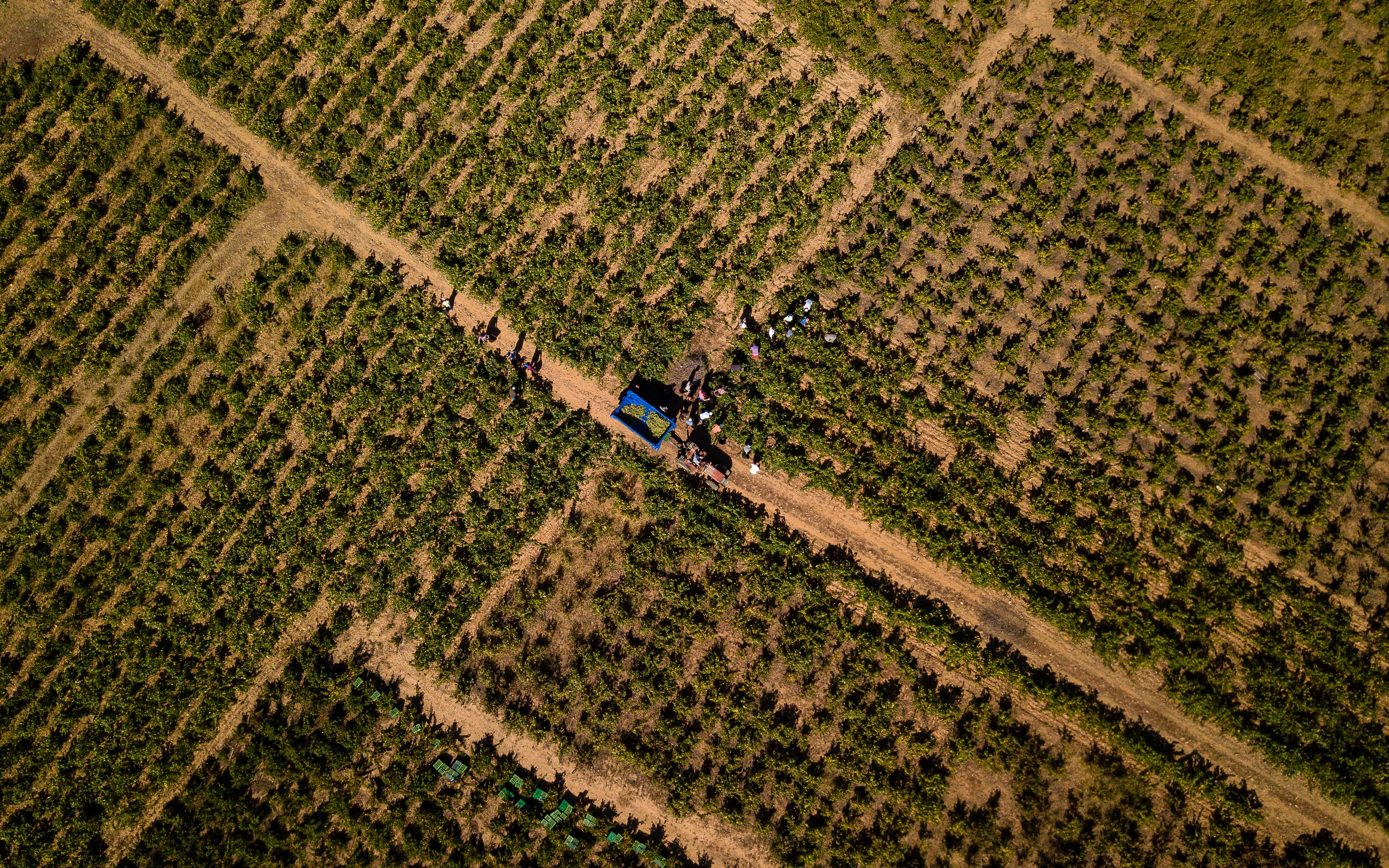 El cava català ha patit un canvi de model amb el pas dels anys | iStock