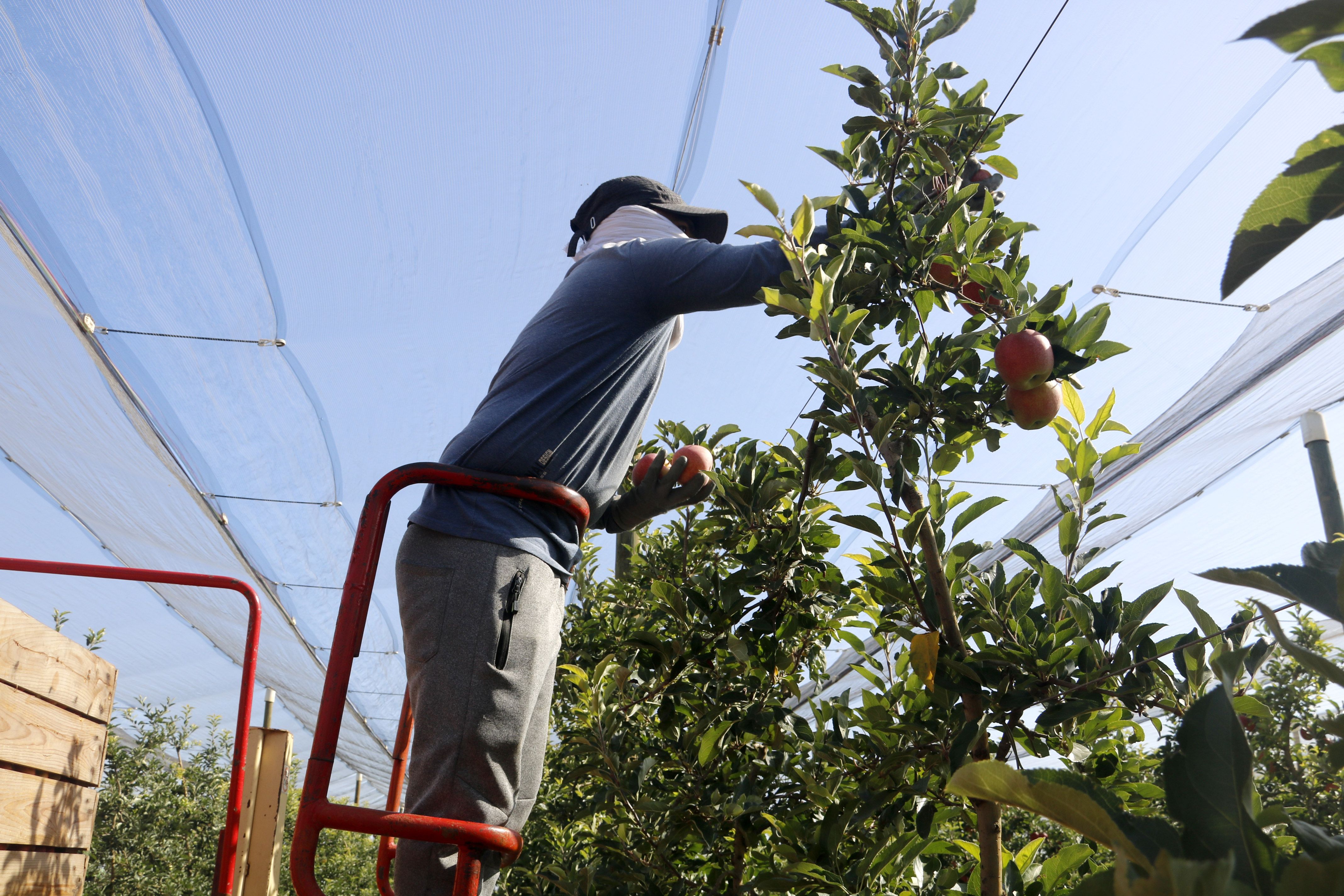  Un temporero cosechando manzanas en Vila-sana | ACN