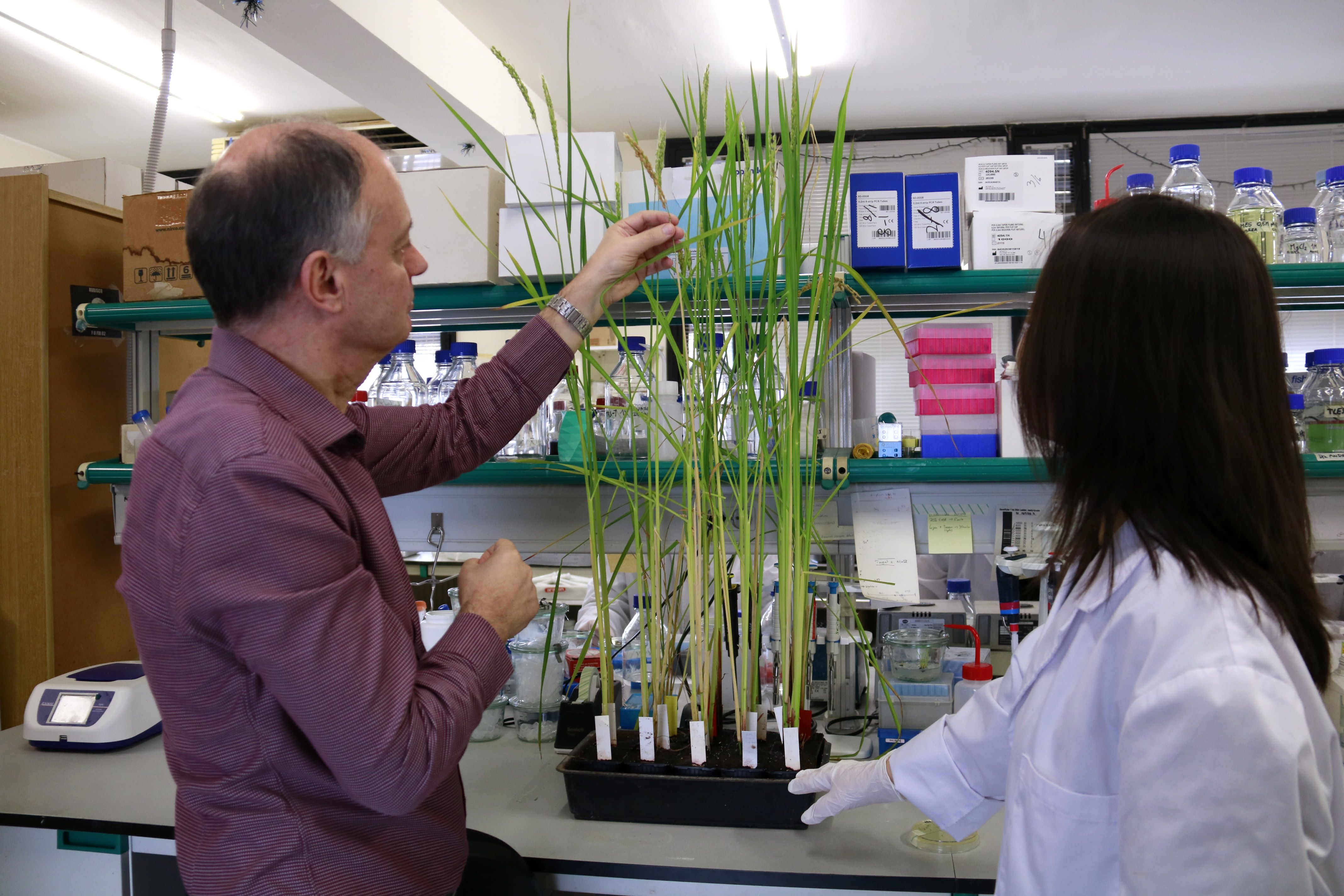 Paul Christou, mostra diverses plantes d'arròs resistents a la piriculària al laboratori d'Agrotecnio a la UdL | ACN