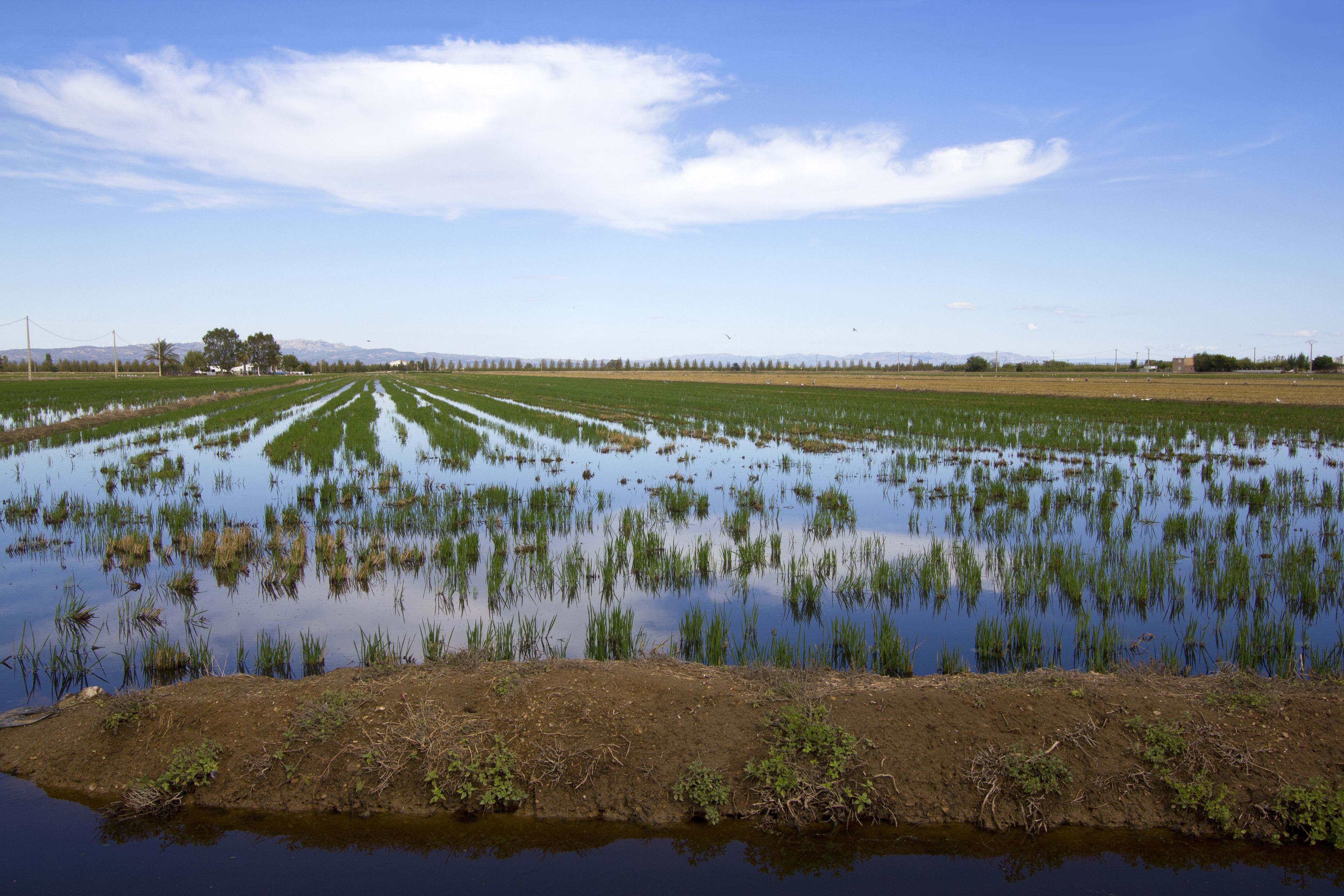 El Delte de l'Ebre és una de les zones on hi ha menys sequera de Catalunya | iStock