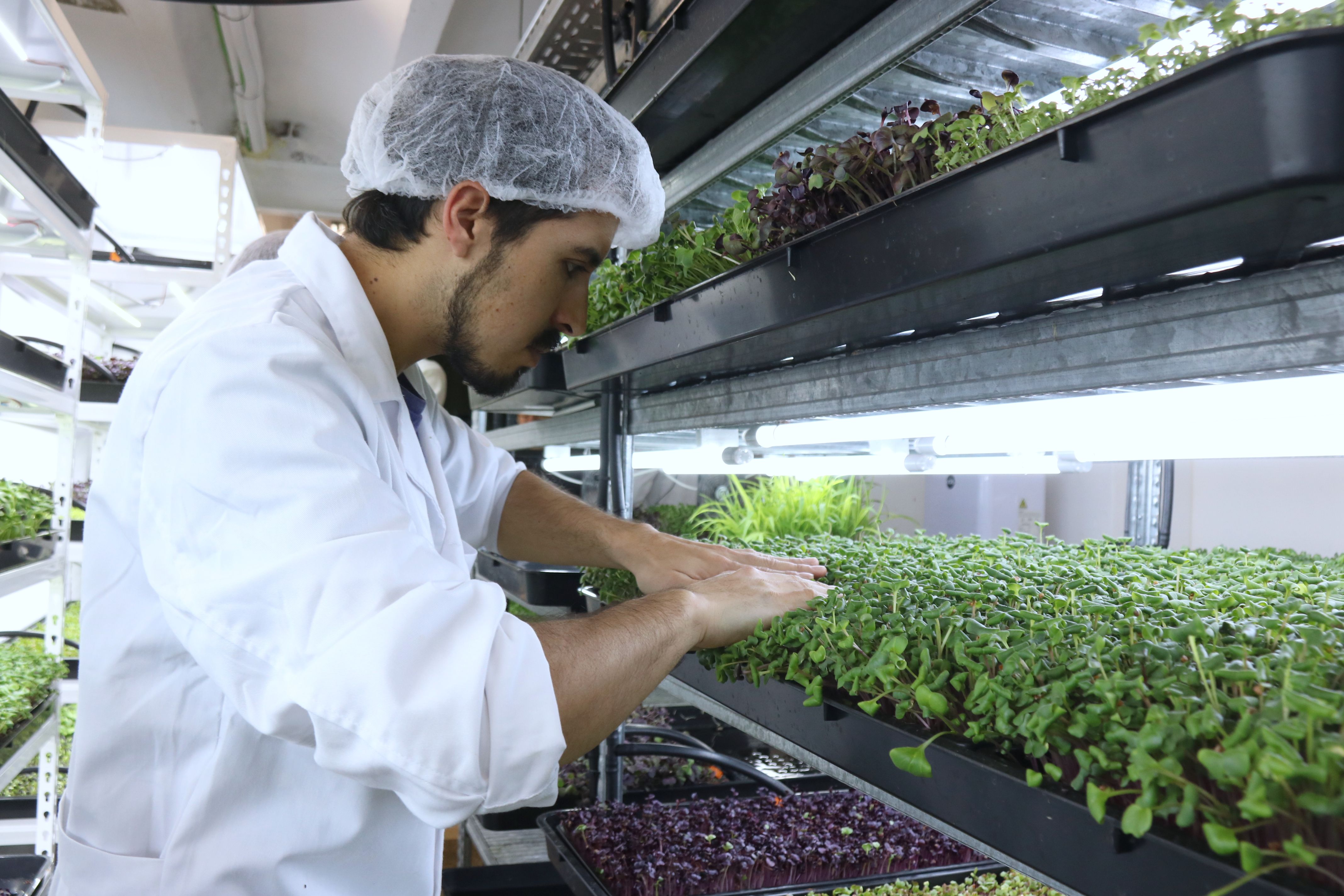 Un trabajador de Farmbrots revisando los cultivos | ACN