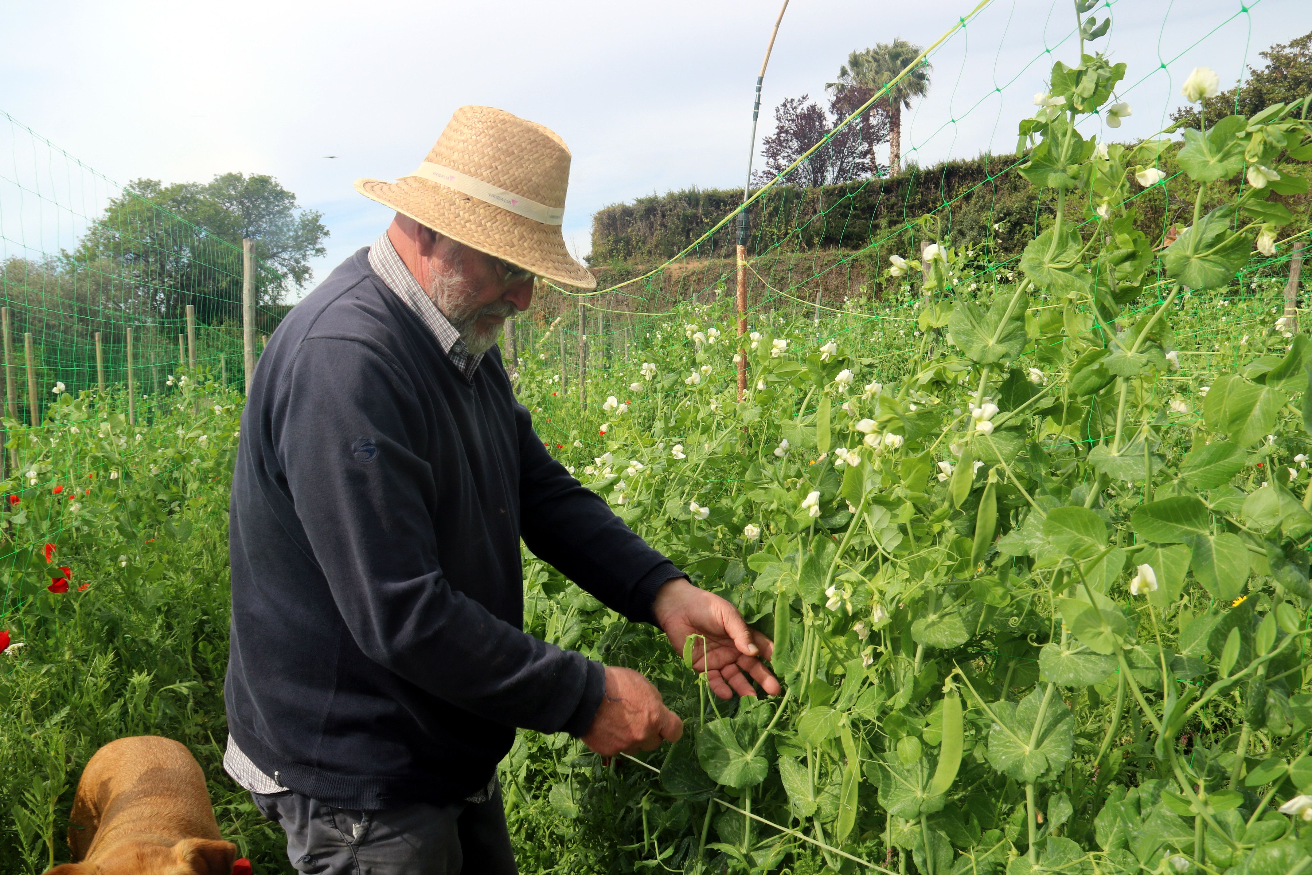 Joan Mora, agricultor y exalcalde de Sant Andreu de Llaveneres, cosechando guisantes | ACN