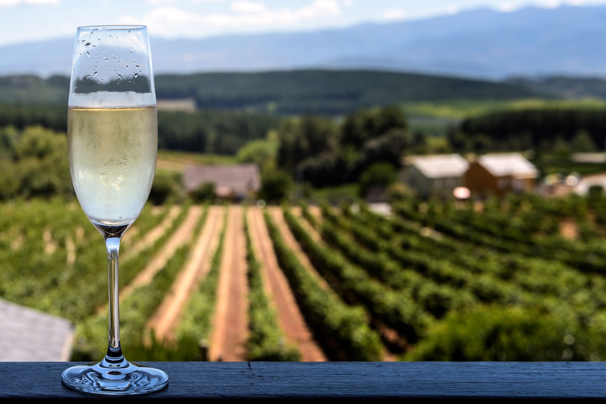 Les vinyes catalanes s'estan assecant durant els últims quatre anys a causa de la sequera | iStock