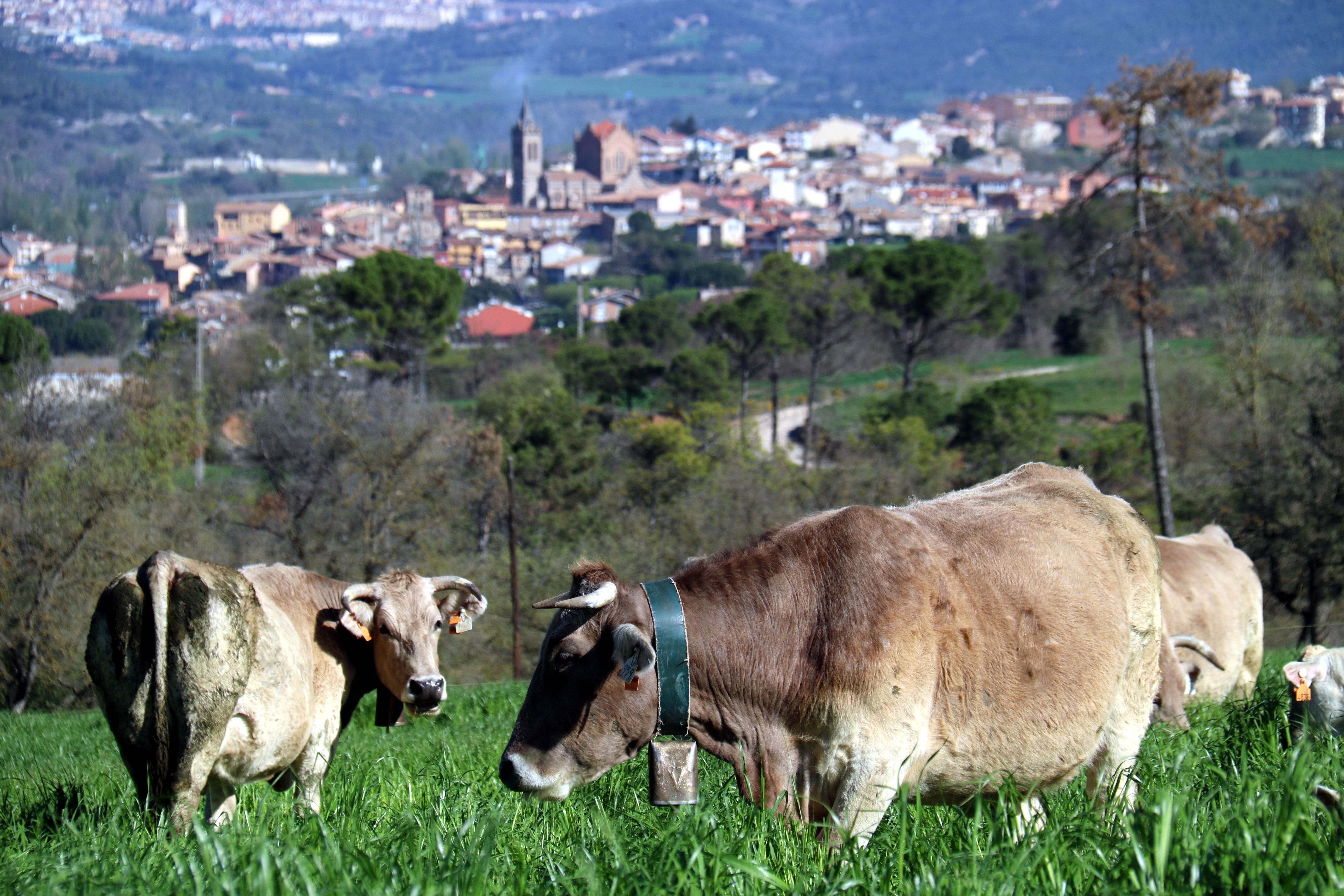 Un rebaño de vacas de raza Bruna del Pirineu | ACN