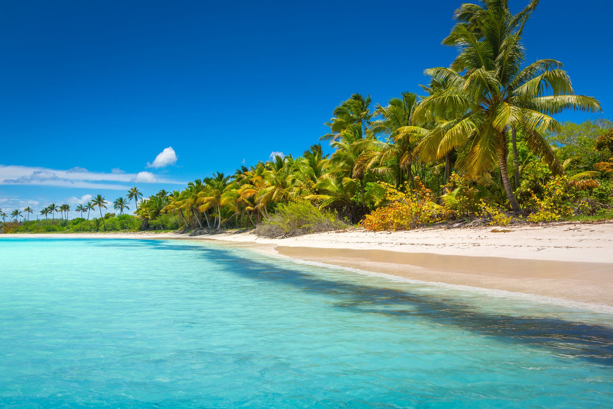 Playa caribeña en Punta Cana (República Dominicana)| iStock