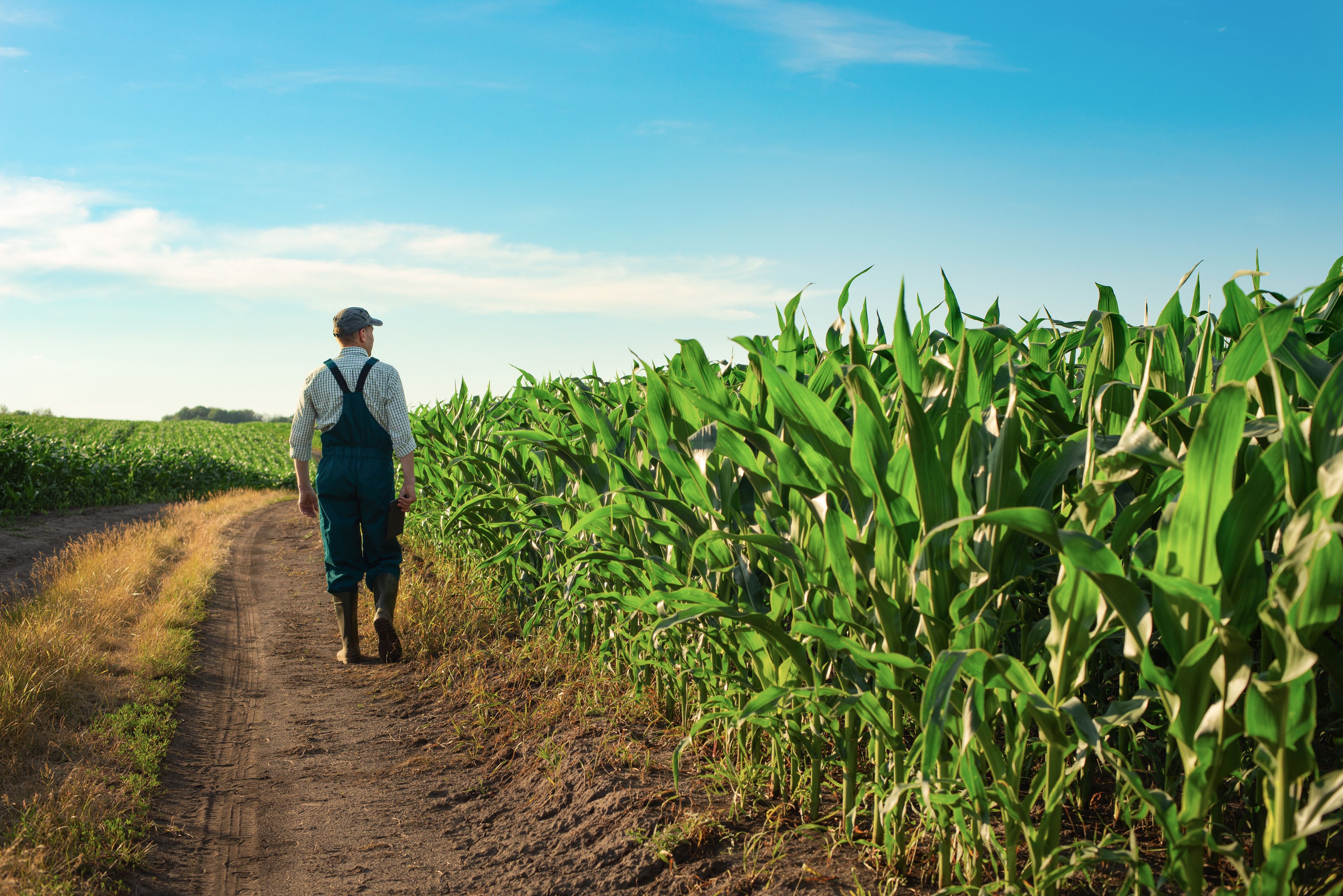 Un cultivador de trigo en Catalunya | iStock