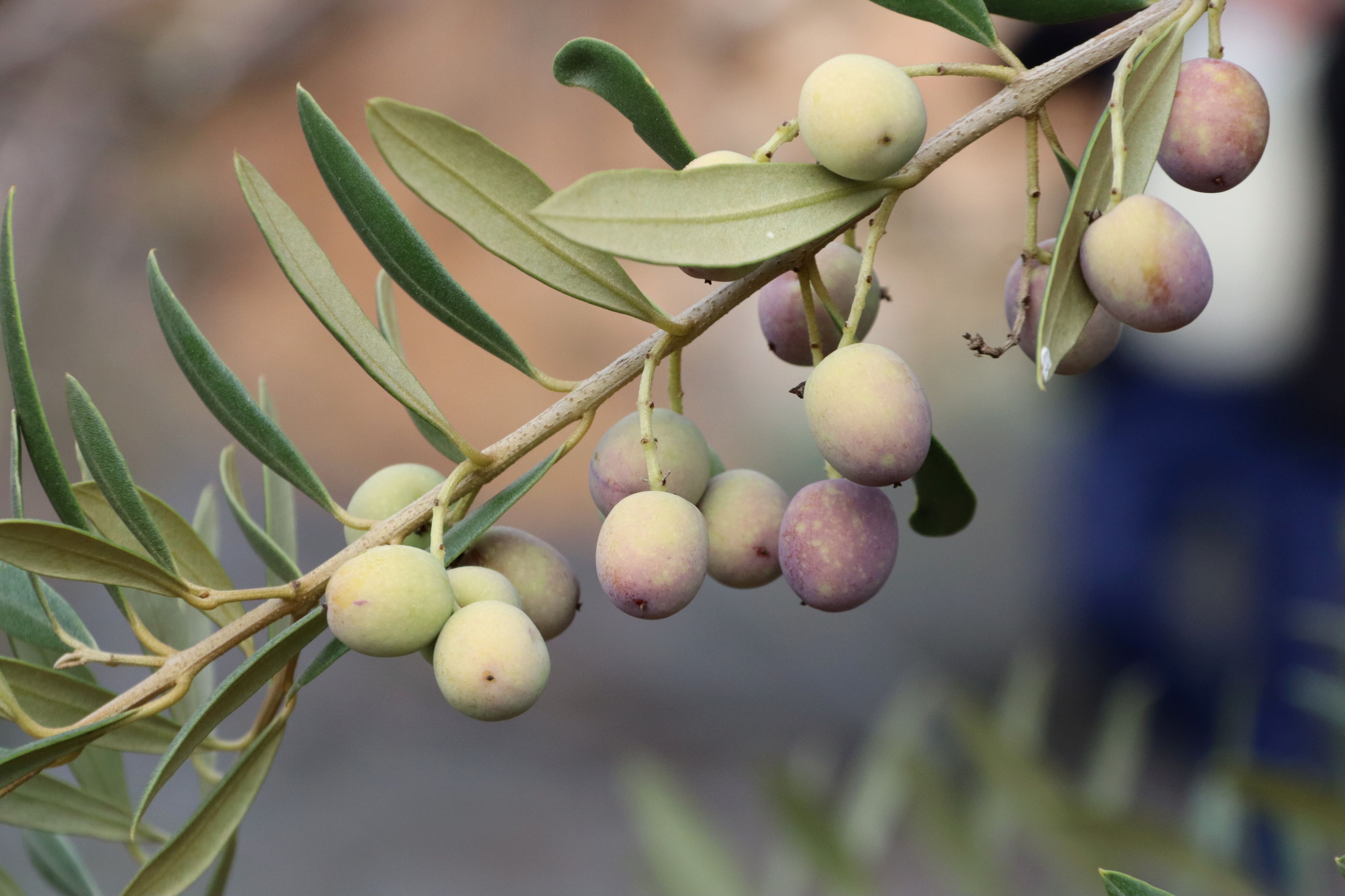 Olives en una branca abans de ser collides, a Vimbodí i Poblet | ACN