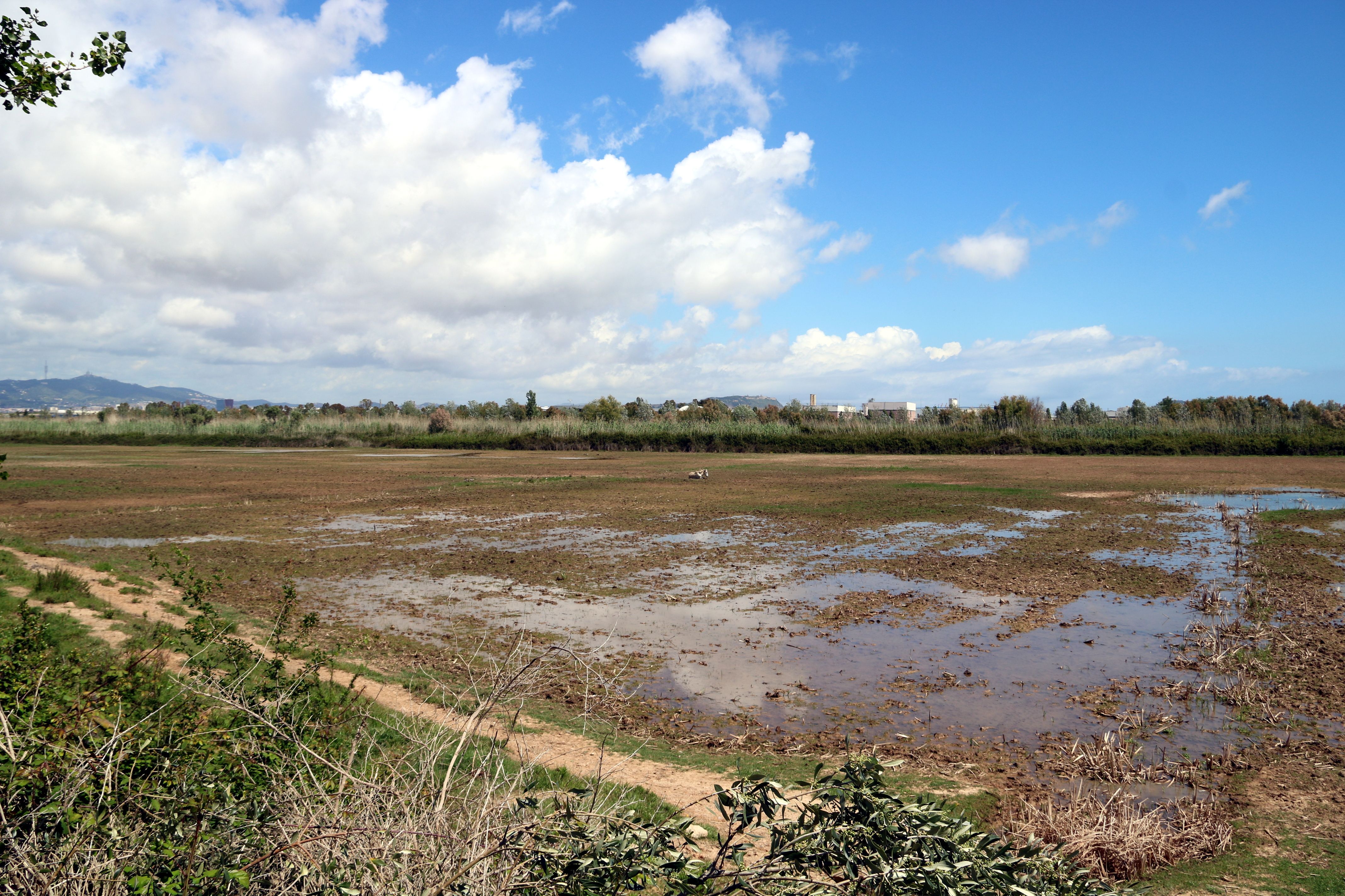 Un dels prats de l'espai natural del Delta del Llobregat | ACN