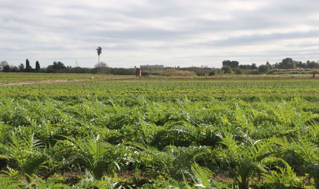 Camp de carxofes de Gavà, un dels municipis més afectats per l'ampliació de la ZEPA | ACN