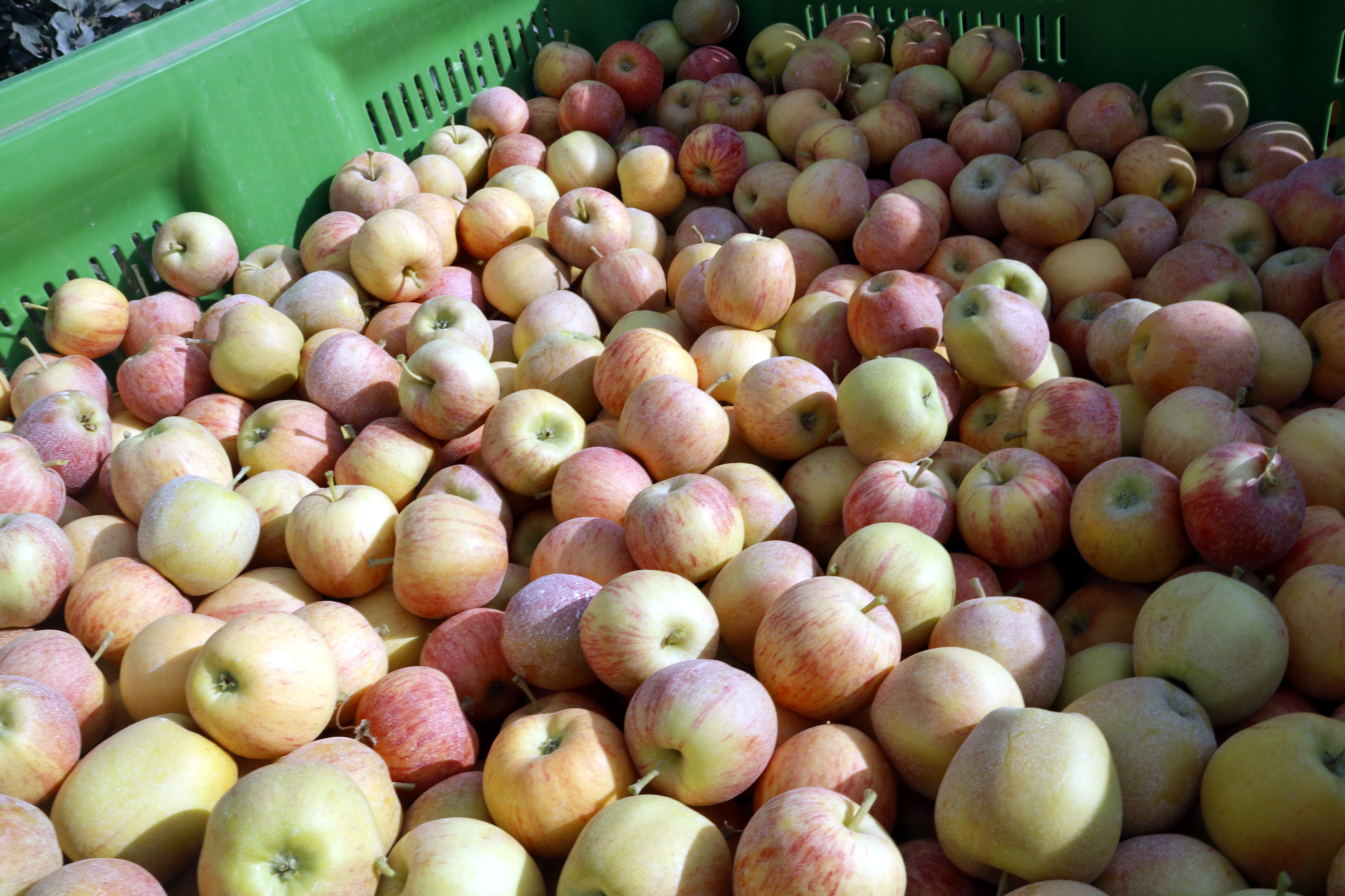 Pomes Gala cosechadas en una finca de Bell-lloc de Urgell | ACN