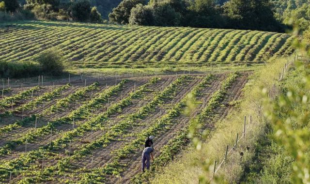 Desde 2010, L'Olivera gestiona los viñedos propiedad del Ayuntamiento de Barcelona en la masía Can Calopa | L'Olivera