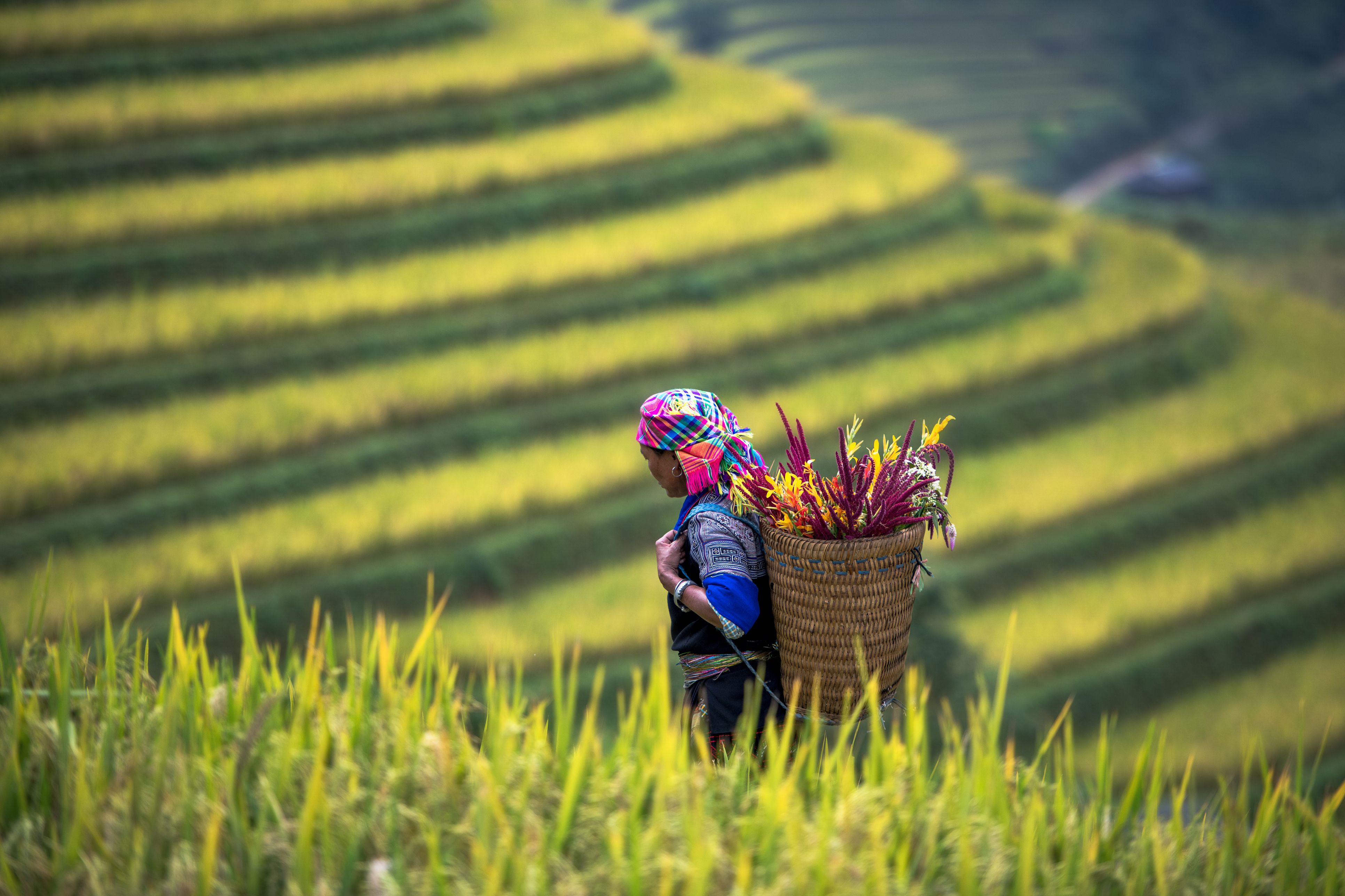 La pobresa ha baixat fins a gairebé desaparèixer a Vietnam | iStock