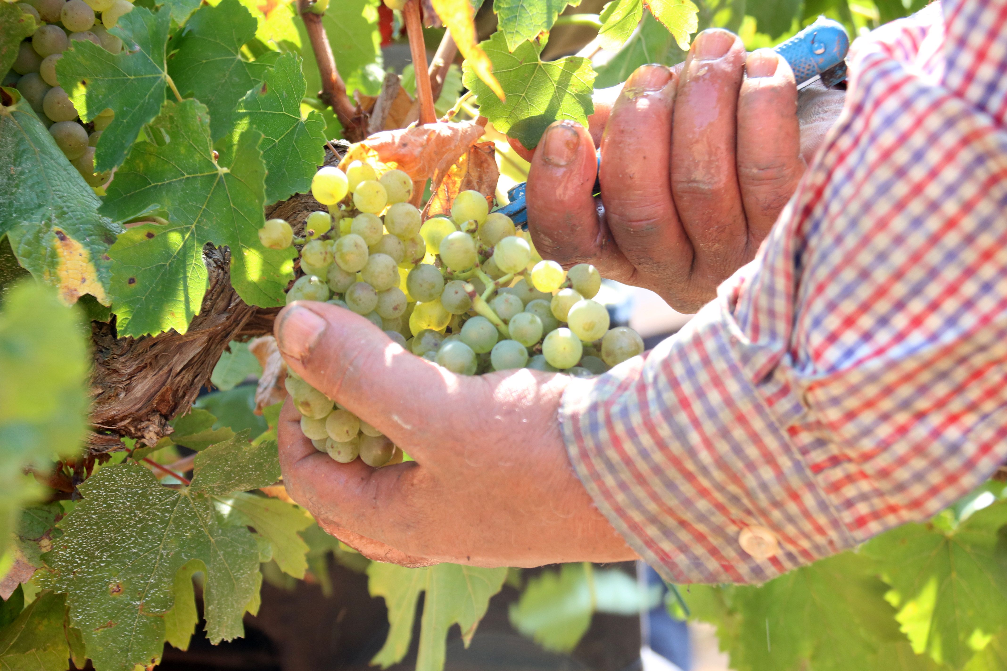 Unas manos cogen una uva en el momento de cosecharla durante la vendimia 2024 en el Penedès | ACN