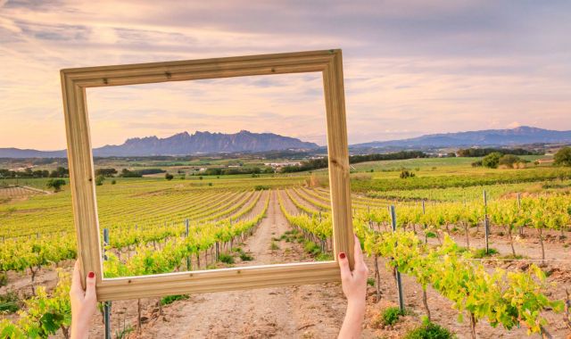 L'Alt Penedès s'ha convertit en la principal productora de vins i caves de Catalunya | iStock