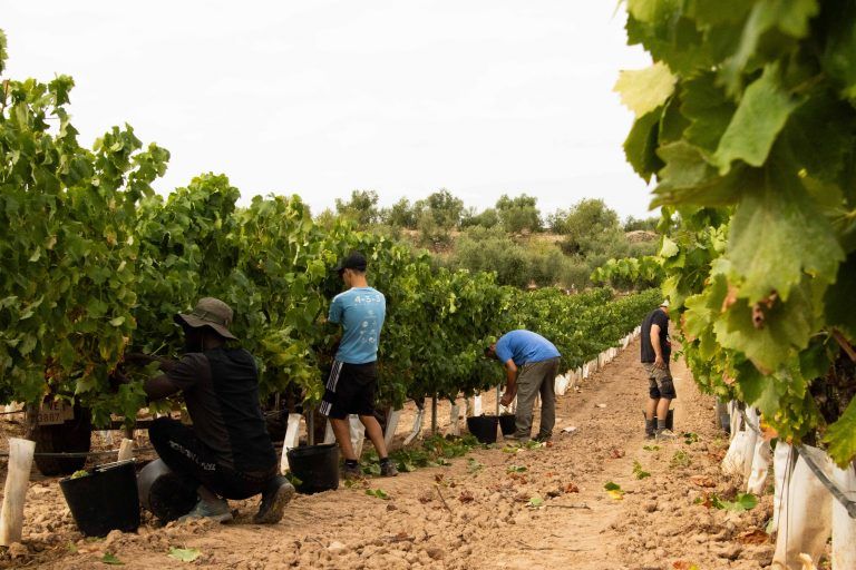 L'Olivera treballa les vinyes de la masia de Can Calopa 