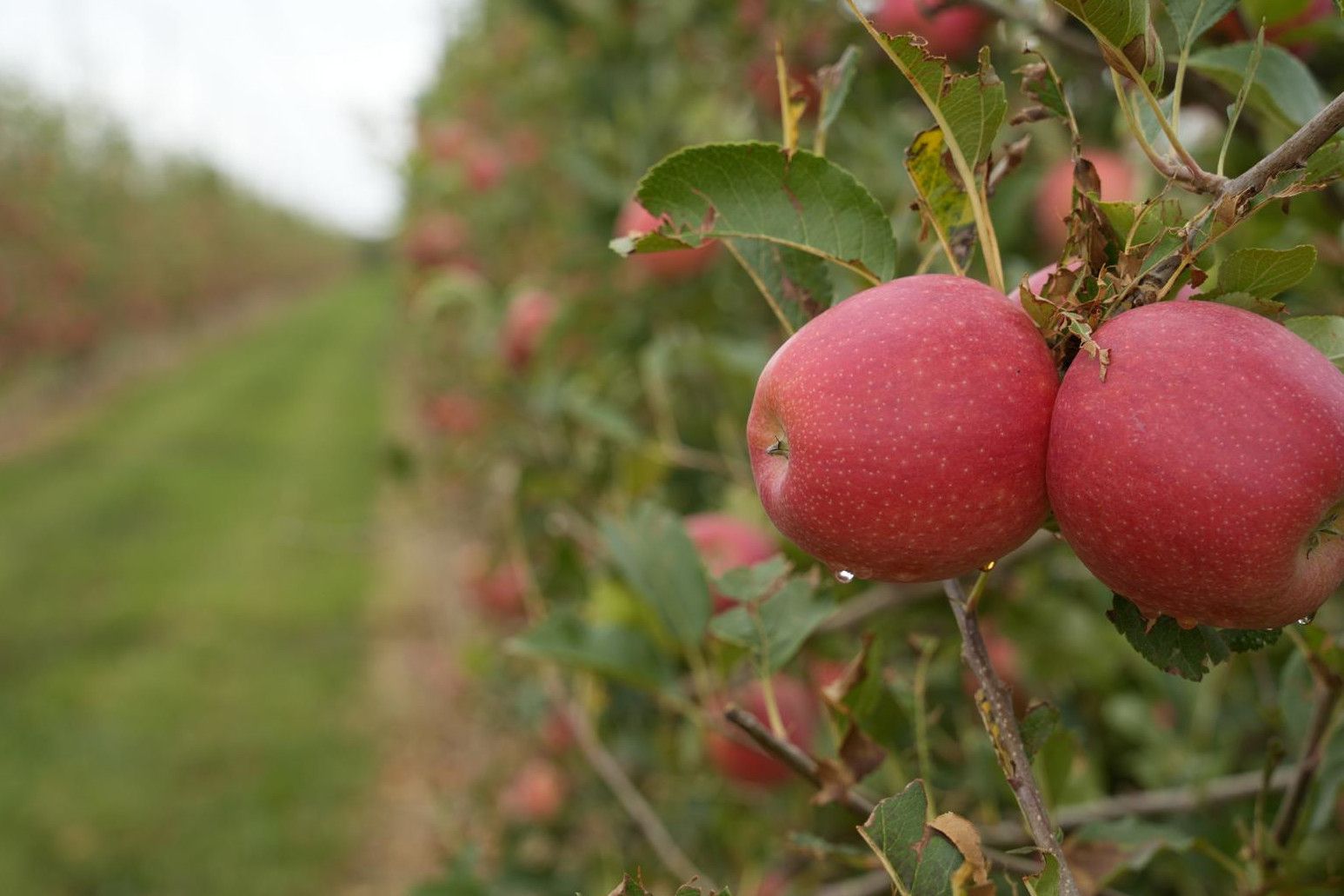 Pomes de la varietat Tessa als camps de Fructícola Empordà | ACN