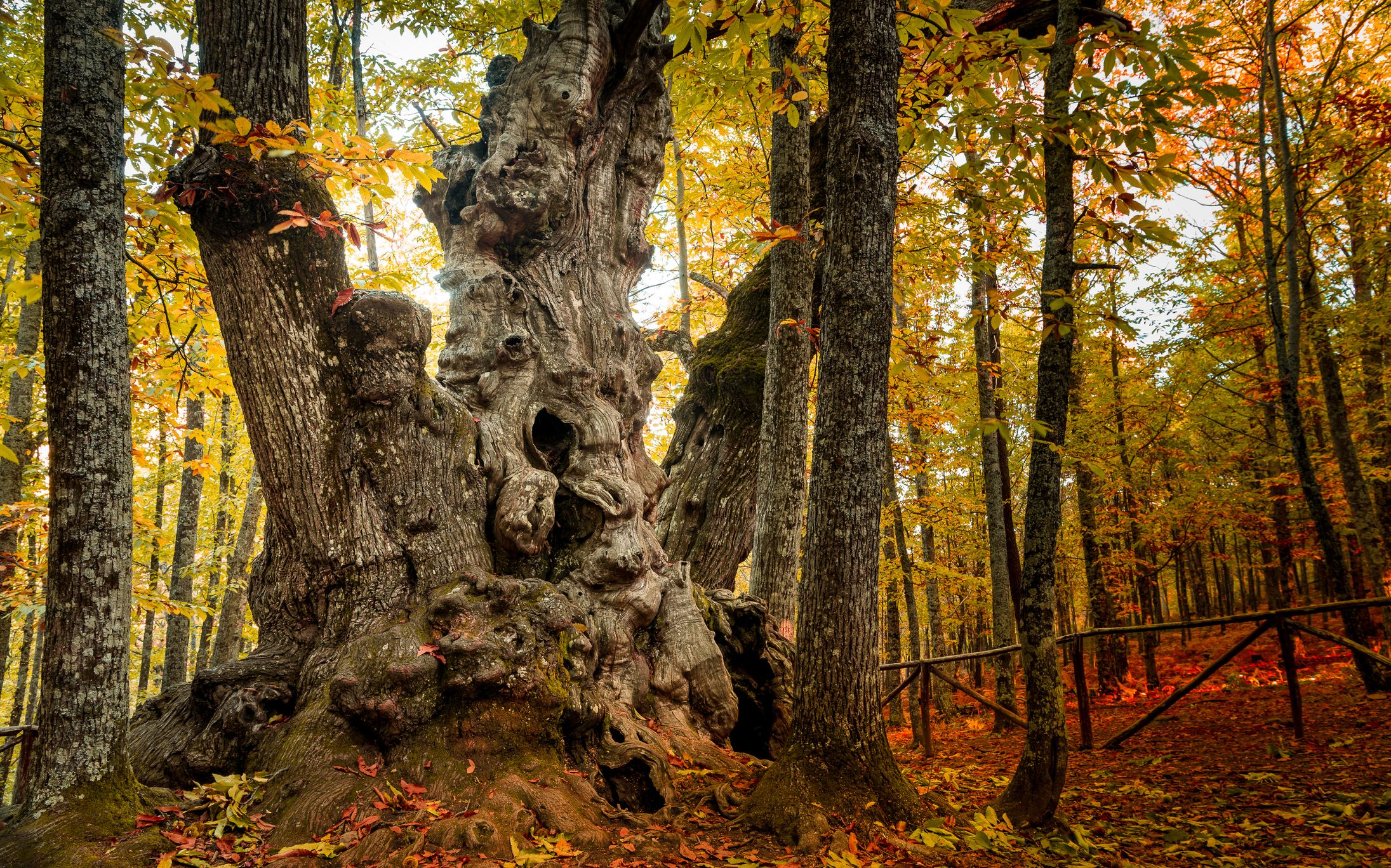 És relativament fàcil generar metàfores filosòfiques relacionades amb els arbres | iStock