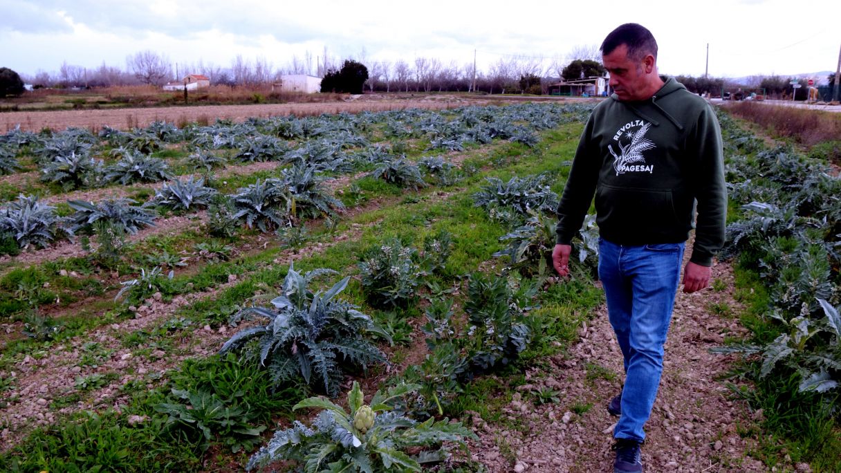 El presidente del Gremio de la Agricultura Catalana, Joan Regolf, inspecciona su campo de alcachofas en Amposta | ACN