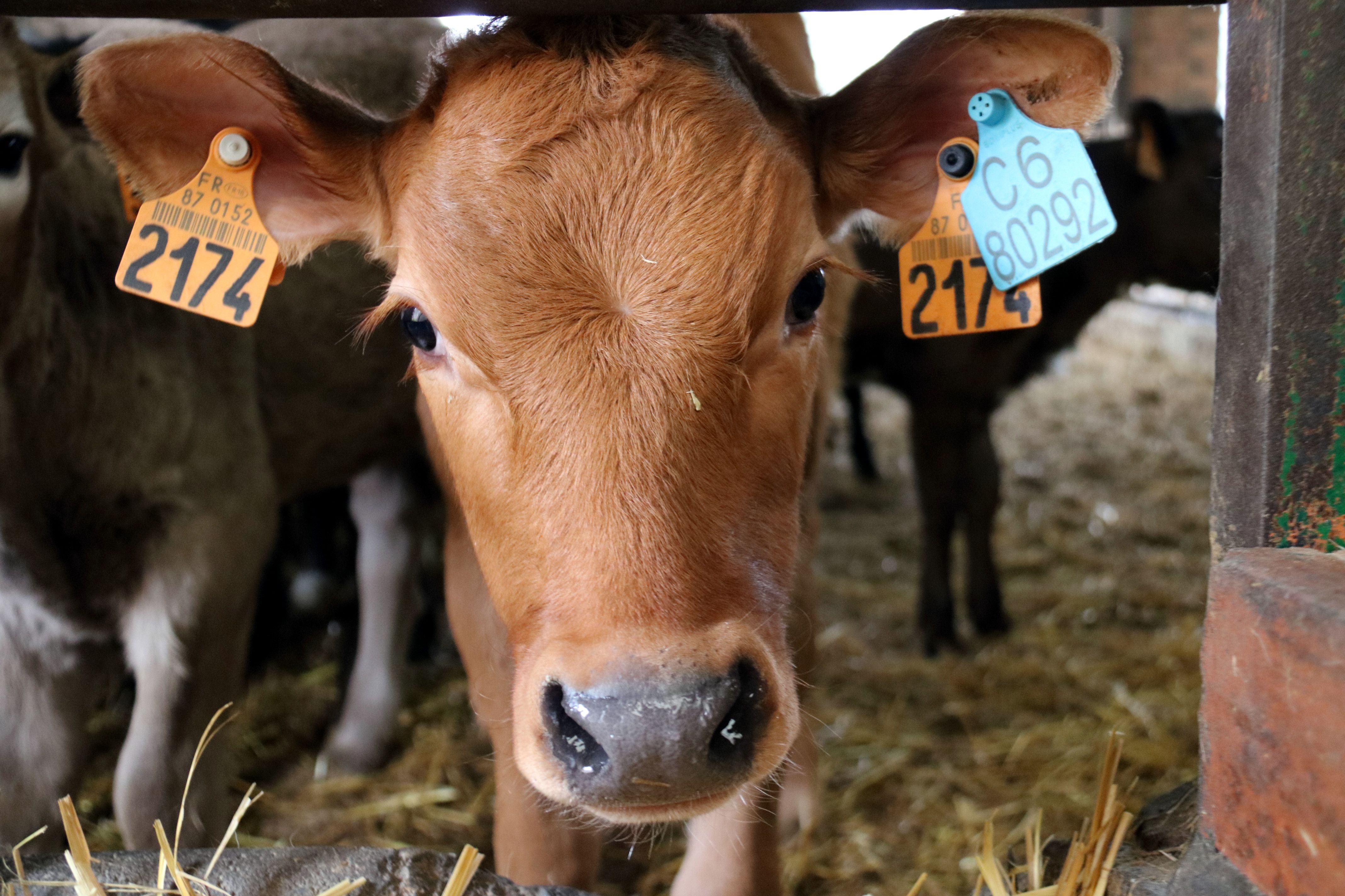 Los agricultores alertan de que la carne de ovino y vacuno serán las más perjudicadas si saca adelante el acuerdo con Mercosur | ACN