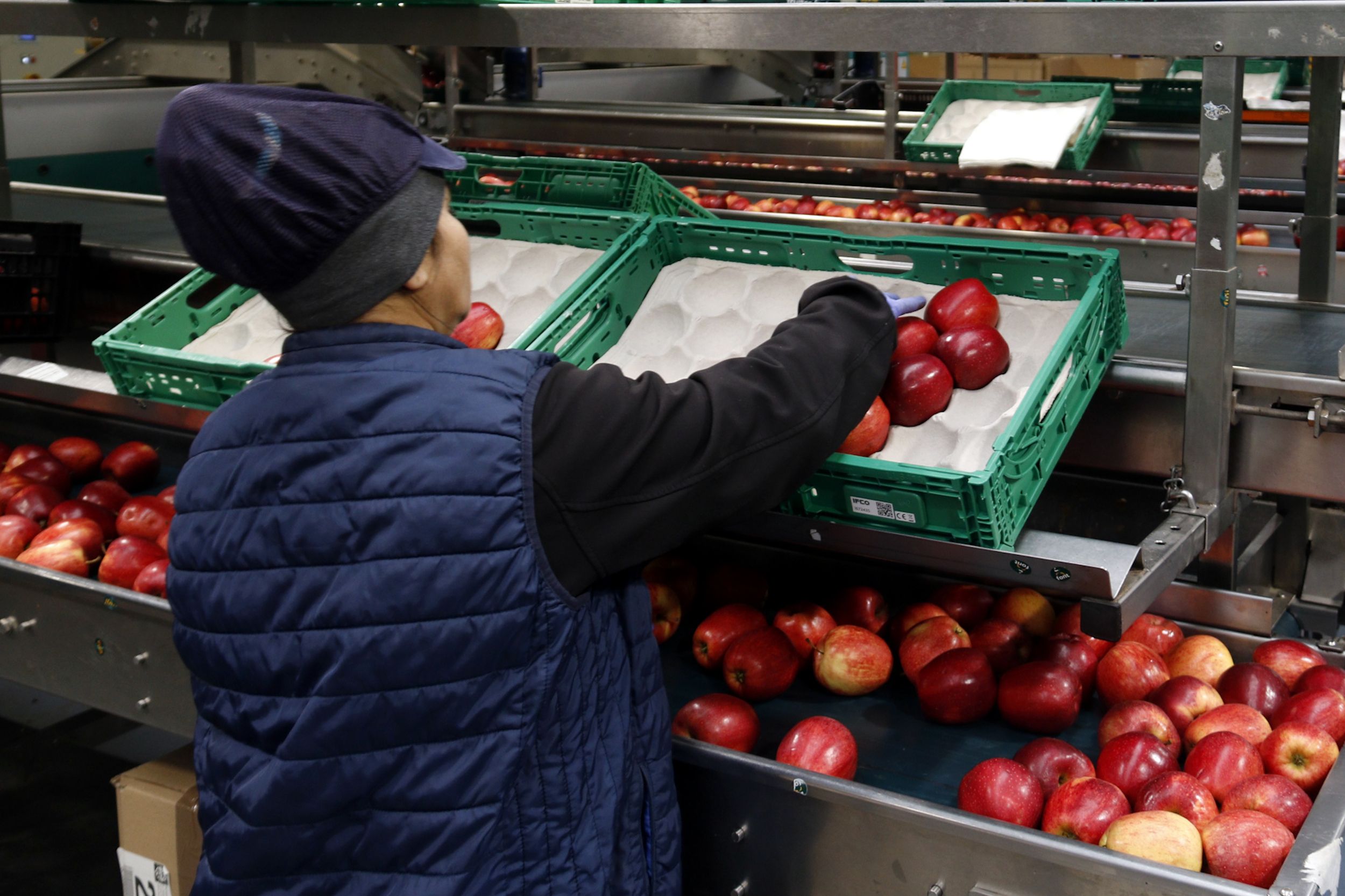 Una dona encaixa pomes en un magatzem de fruita del Segrià | ACN