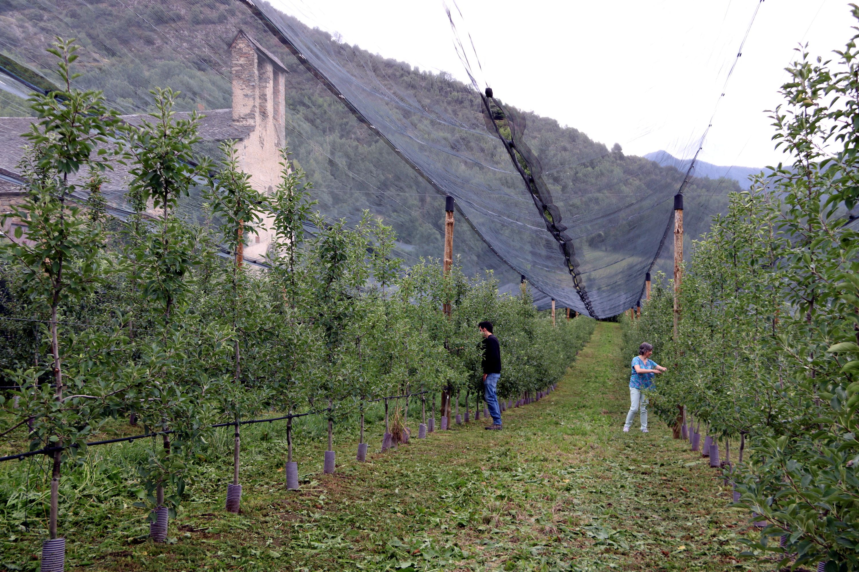 Plantació de pomeres d'alta muntanya a Escalarre