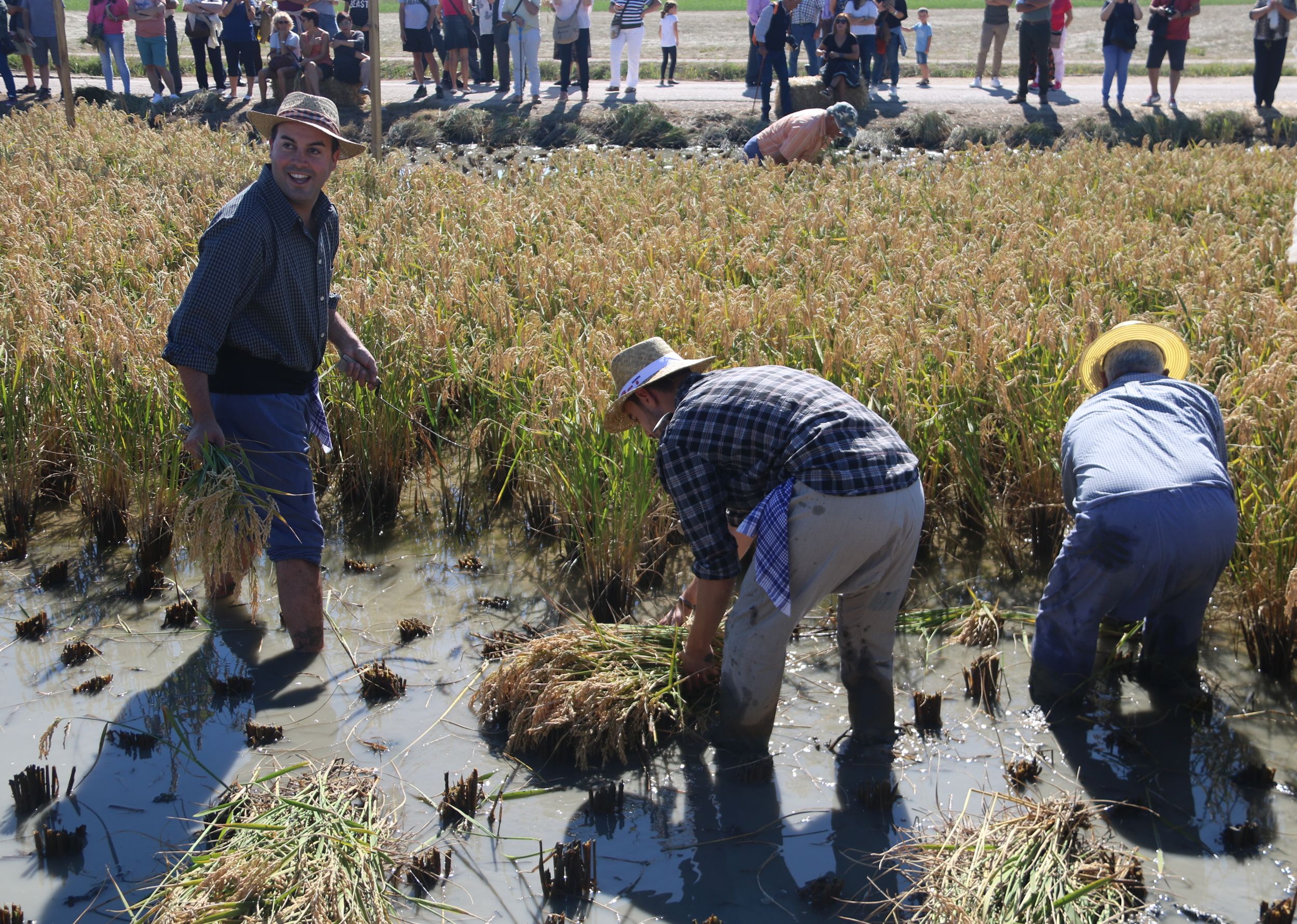 Segadors a la Festa de la Sega de Deltebre | S. Jardí (ACN)