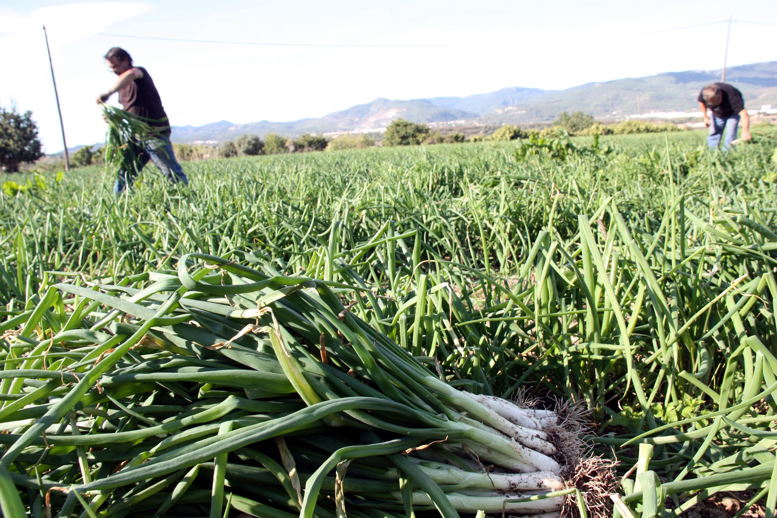 Dos pagesos arrencant calçots en una finca de Valls