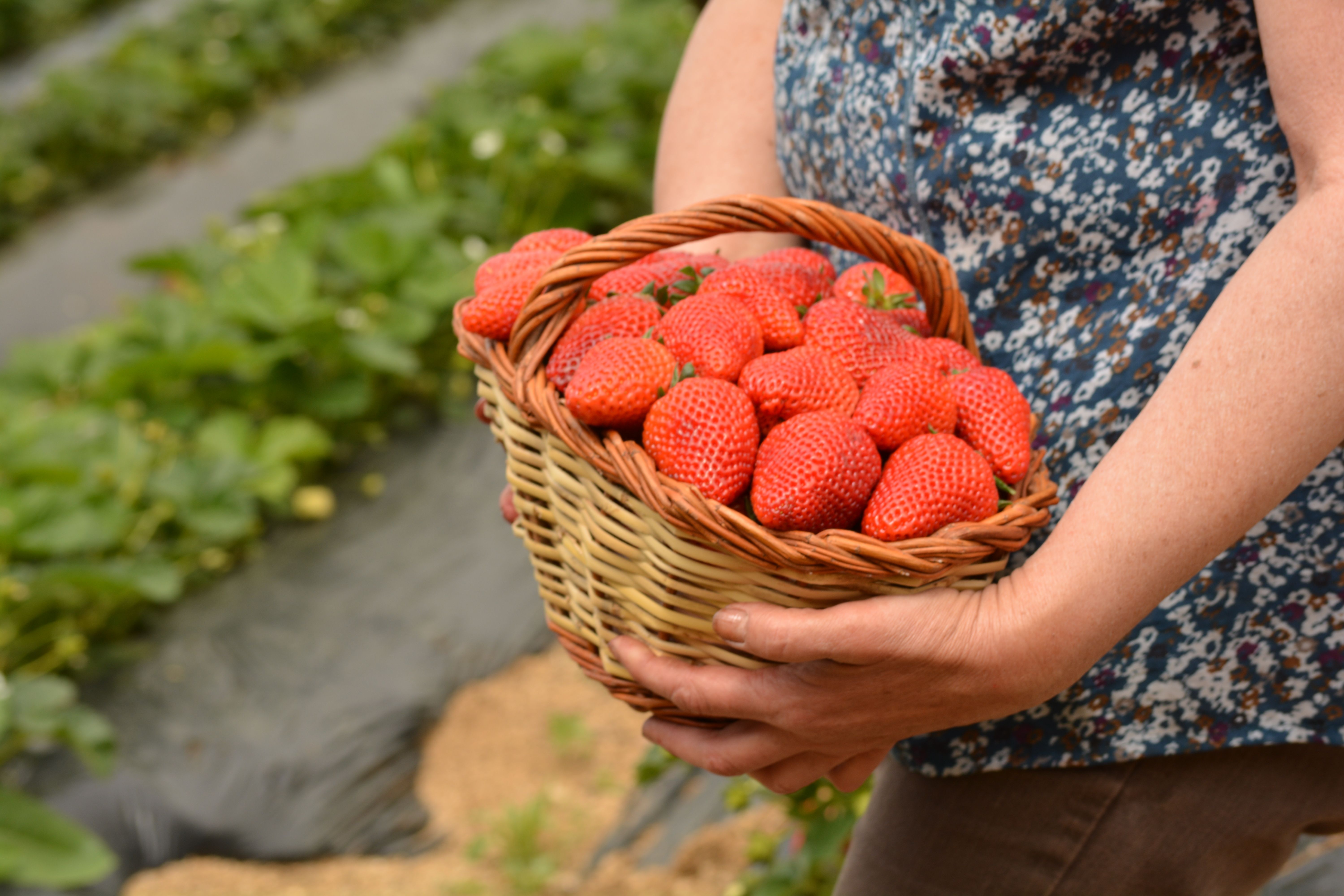 La maduixa del Maresme és un dels productes locals emblemàtics de la demarcació. | MaduixaMaresme.com