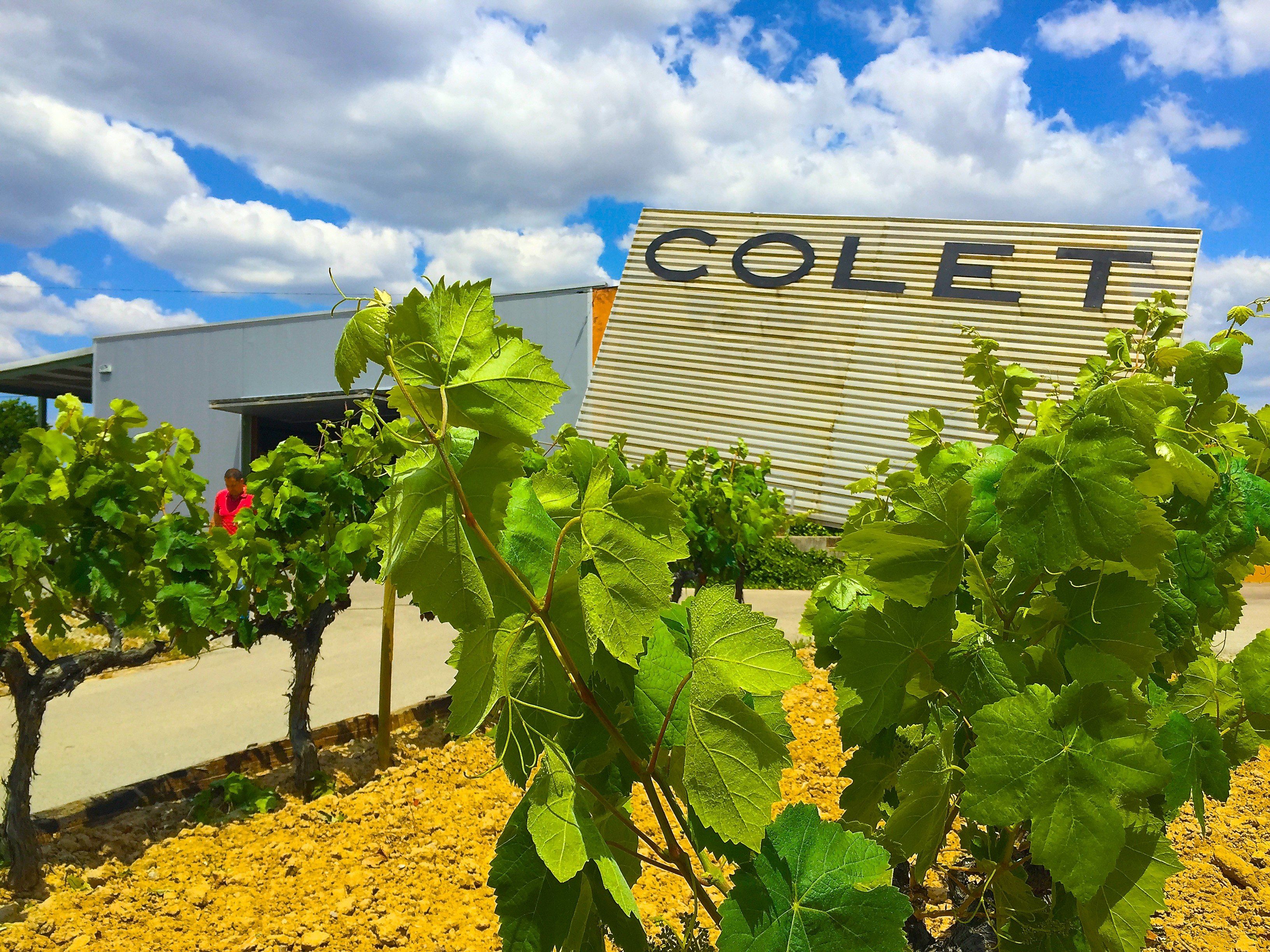 La finca y viñas de Colet