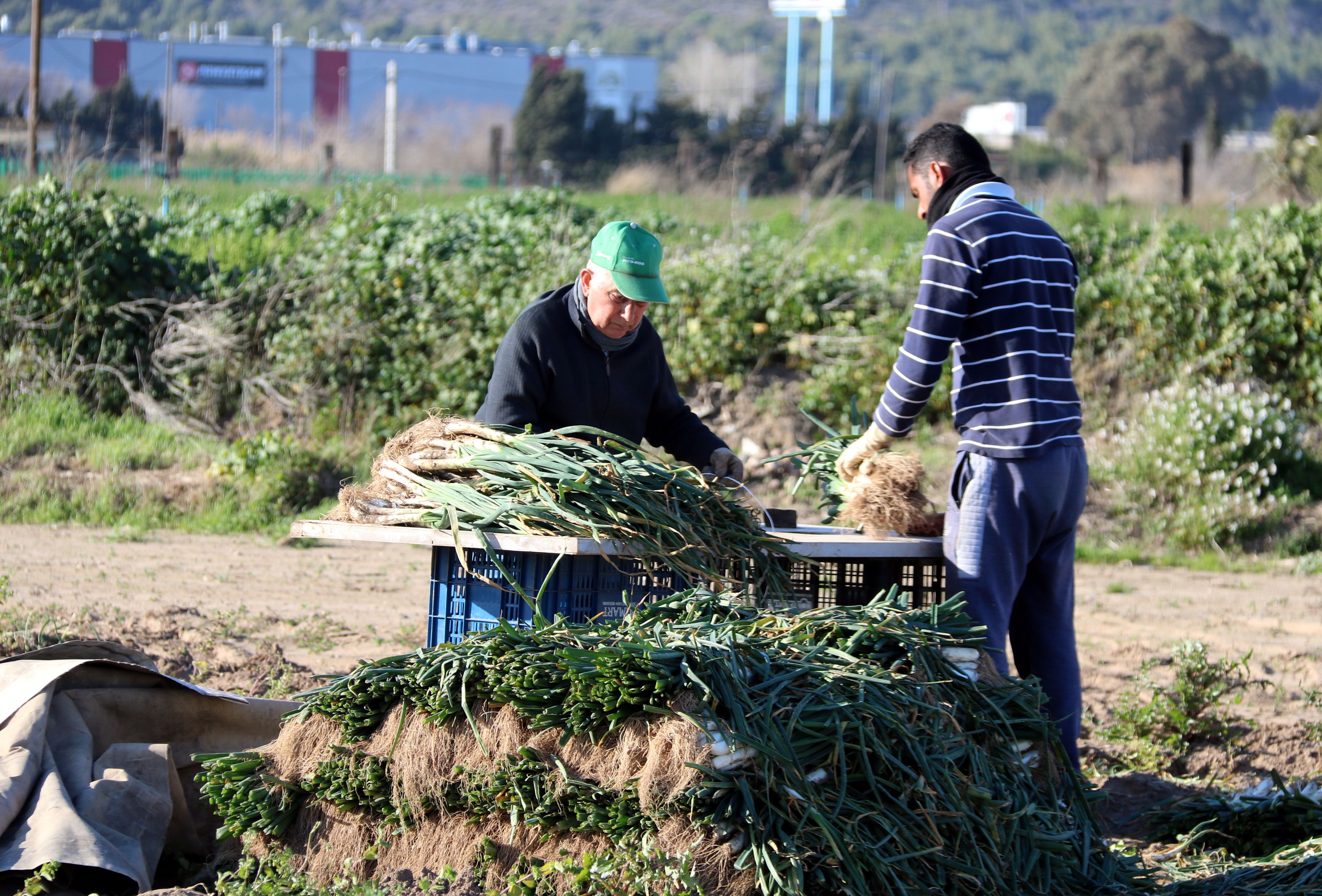 Imatge de dos pagesos lligant feixos de calçots en un camp de Gavà | ACN