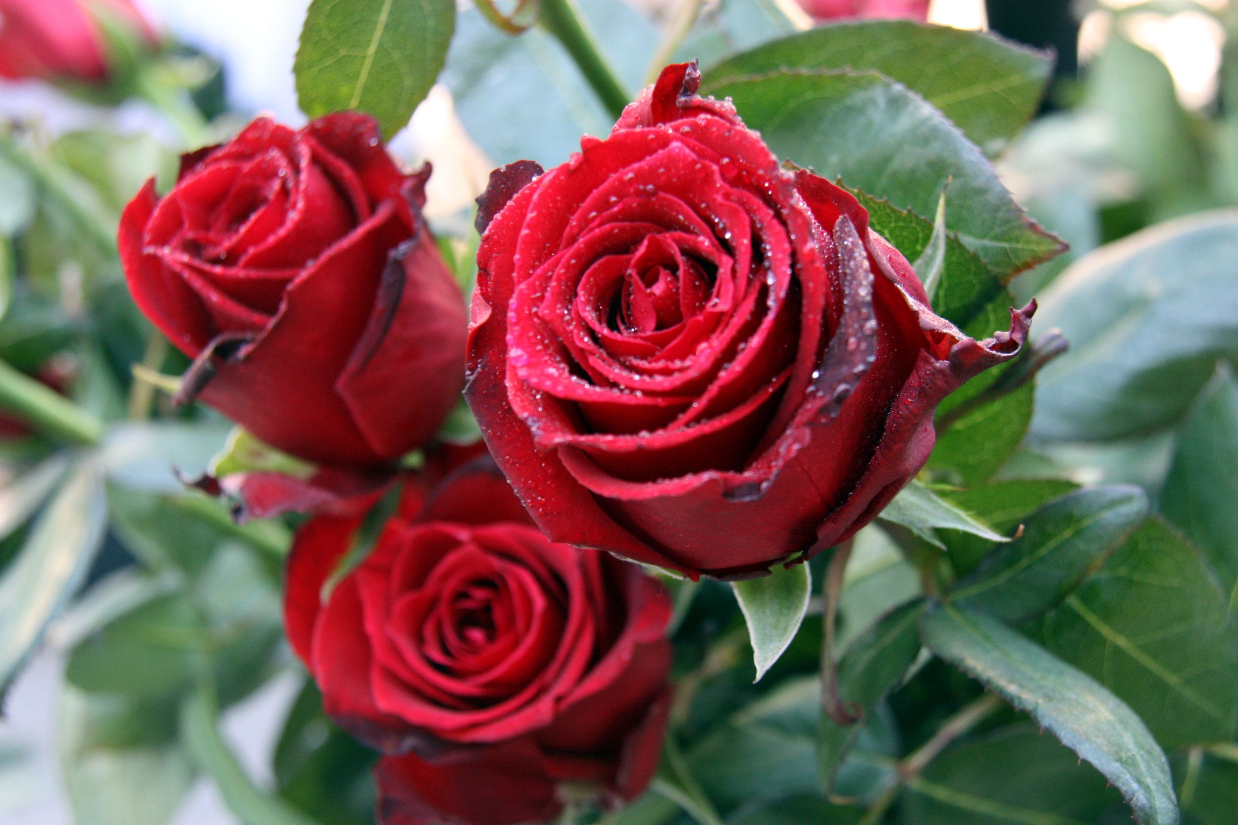 Una parada de Barcelona durant Sant Jordi 