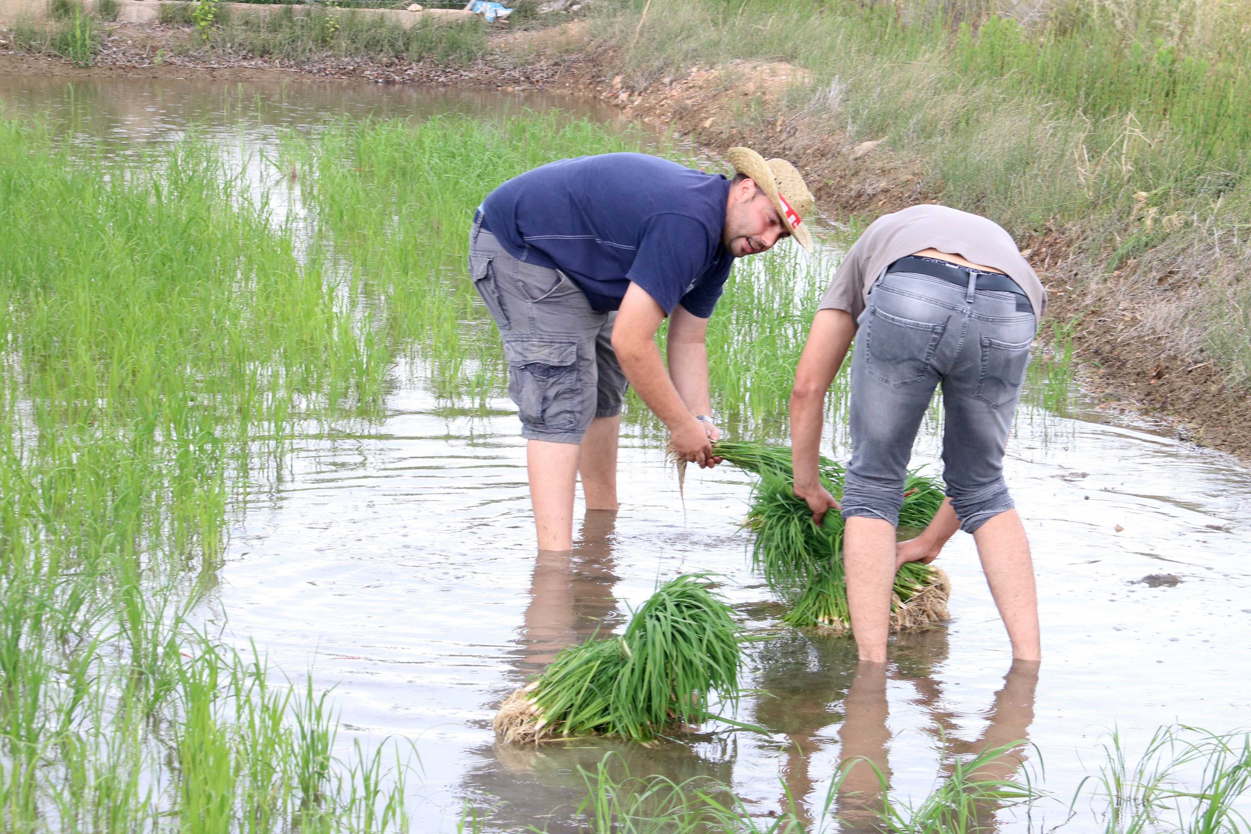 Dos treballadors d'Arrossaires del Delta | ACN