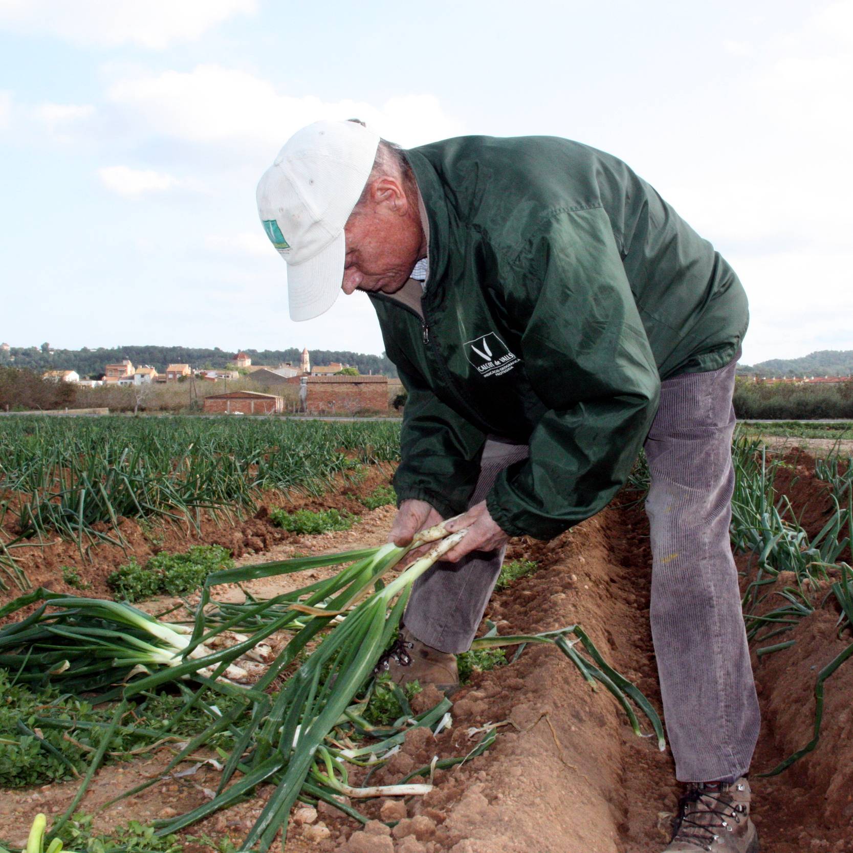 Comença la temporada de calçots