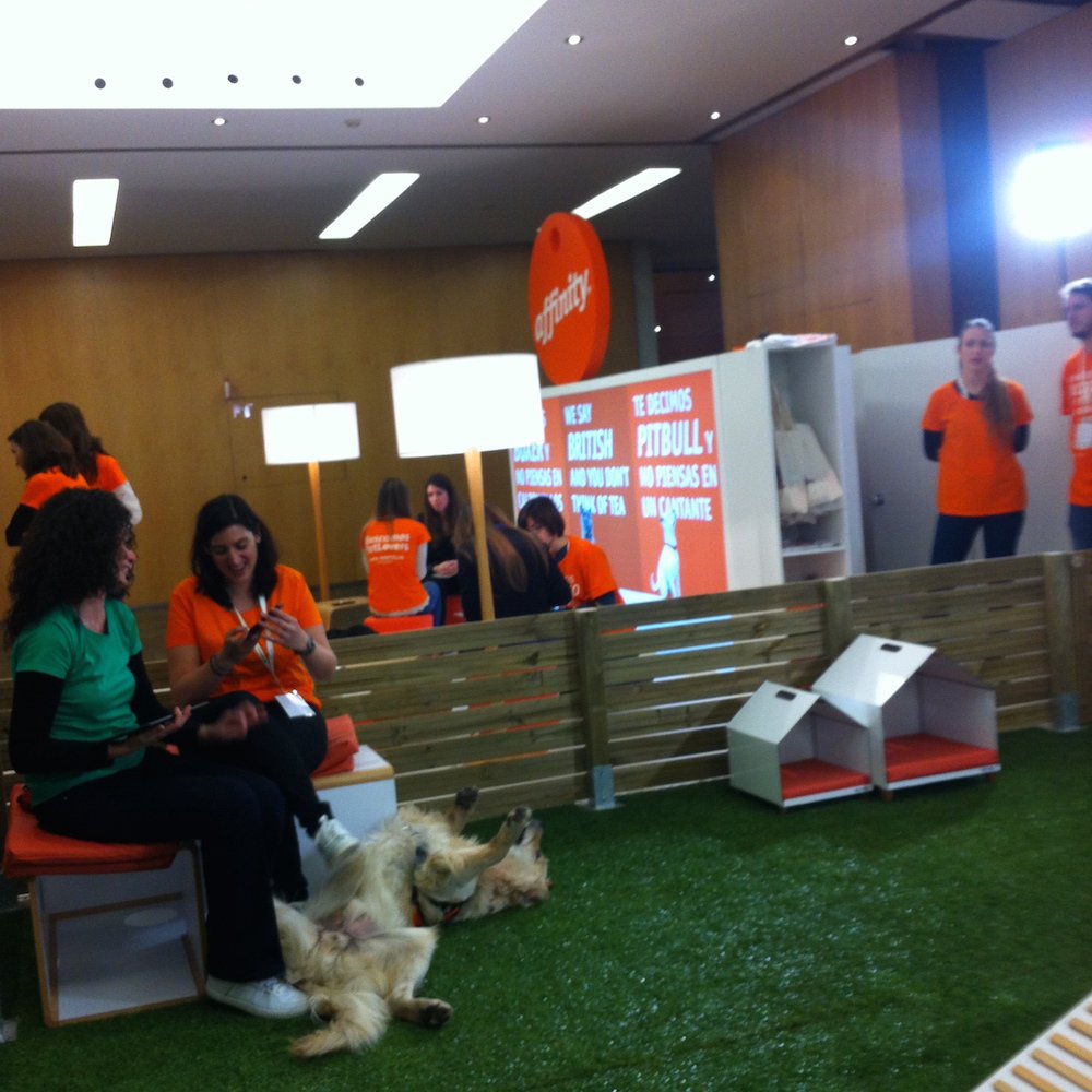 L'estand d'Affinity on els candidats tracten amb animals 