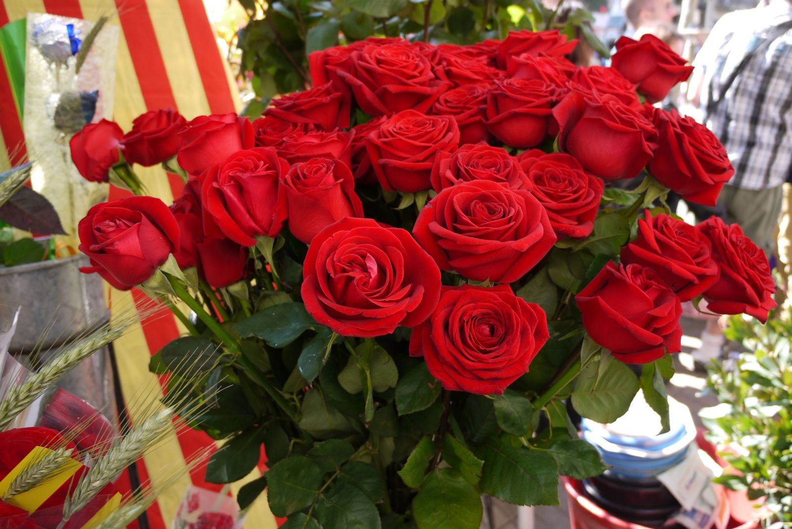 Les roses vermelles són les protagonistes de la Diada de Sant Jordi