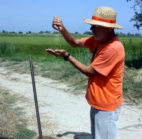 La clau del procés és picar l'arròs amb el mètode tradicional