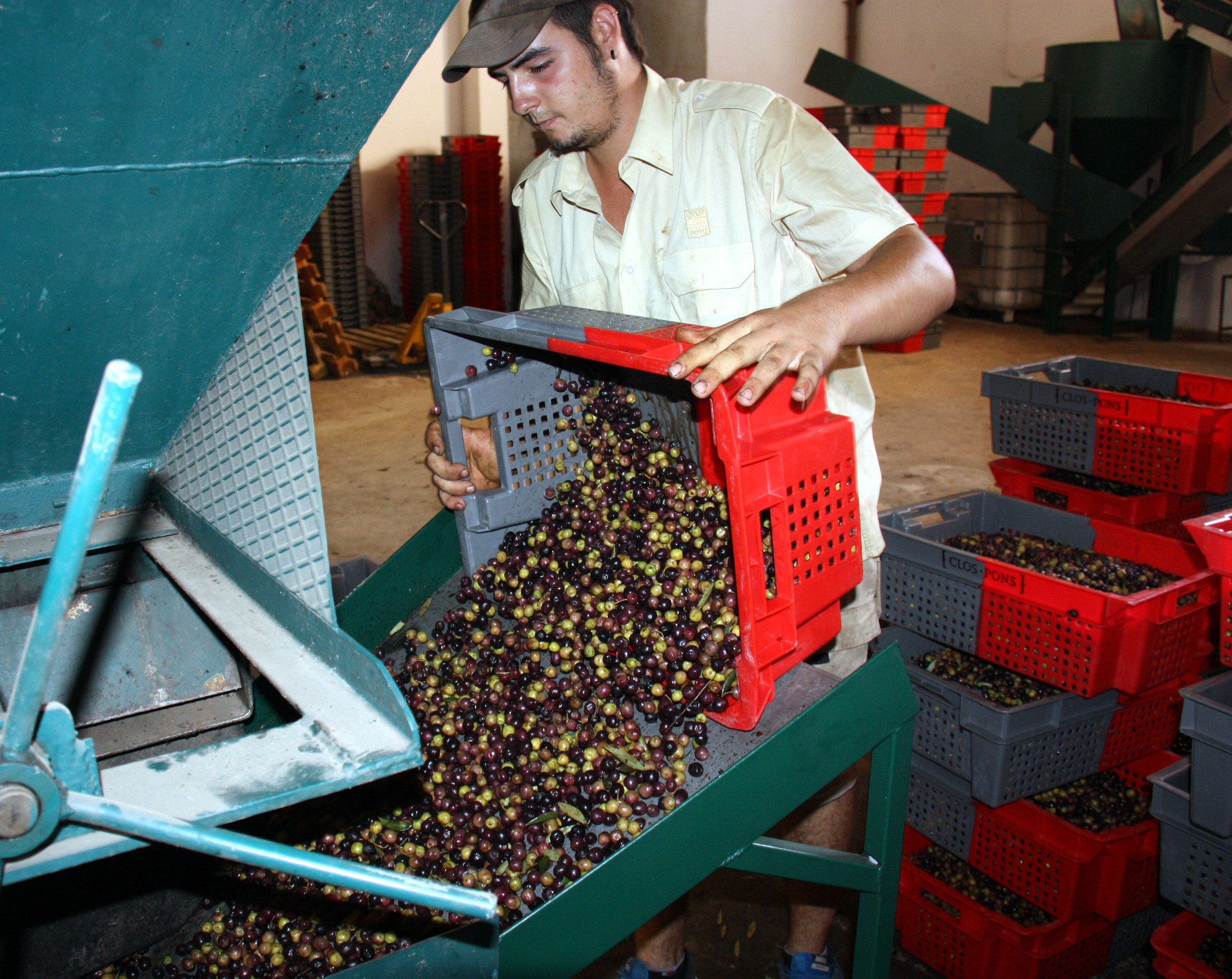 Un treballador abocant les olives descongelades al molí per ser transformades en oli d'oliva verge extra en ple mes de juliol 